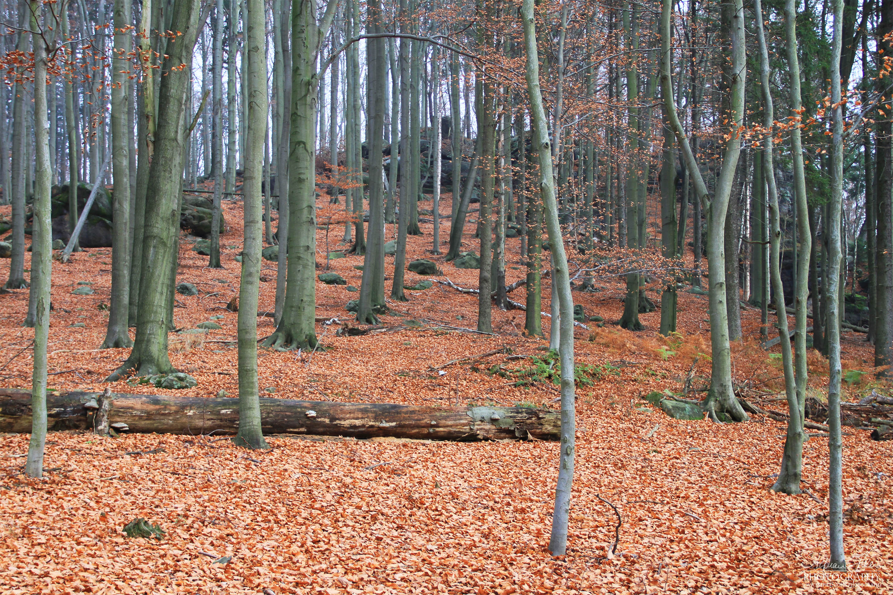 <p>Herbst in der Sächsischen Schweiz</p>