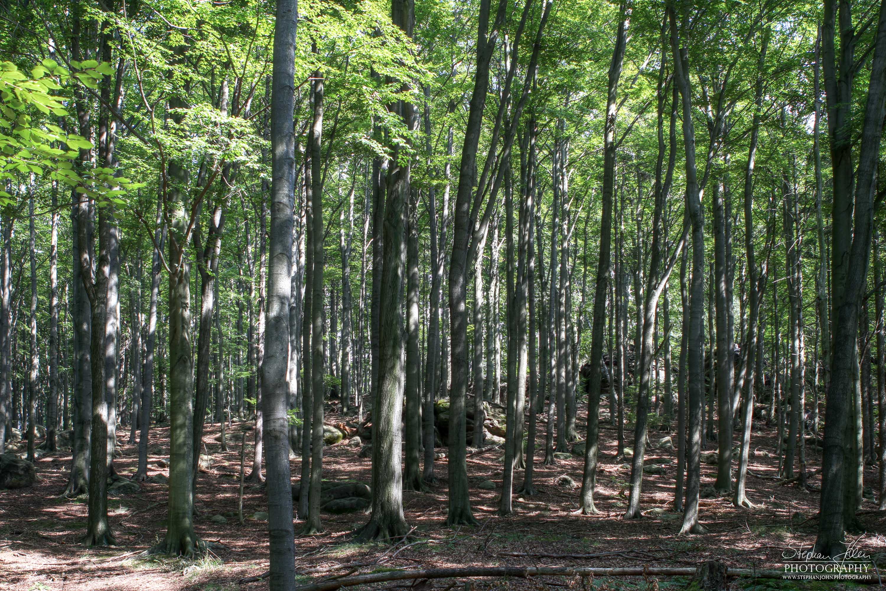 Wald am Kuhstall in der Sächsischen Schweiz