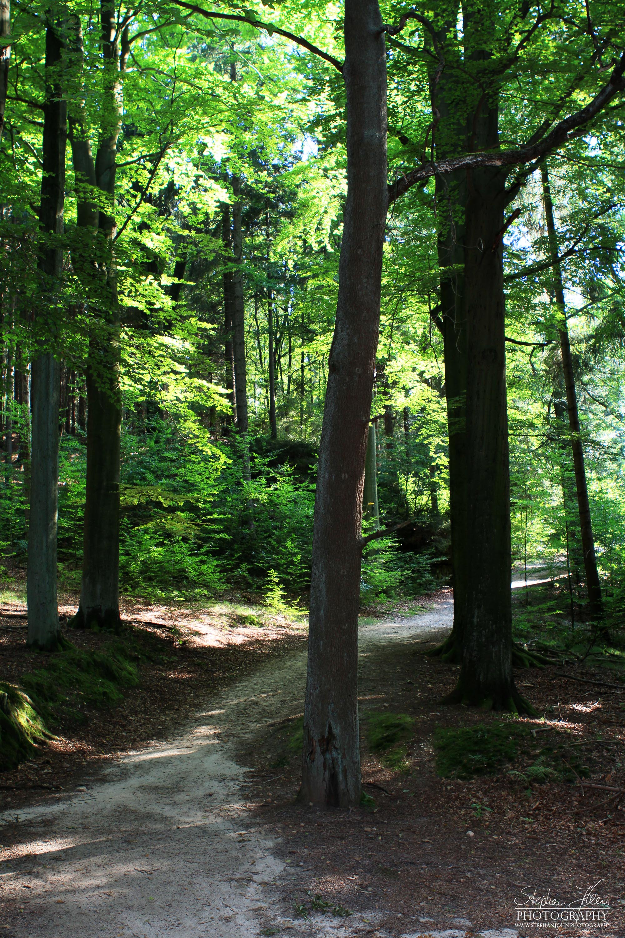 Waldweg im Gebiet nähe Kuhstall 