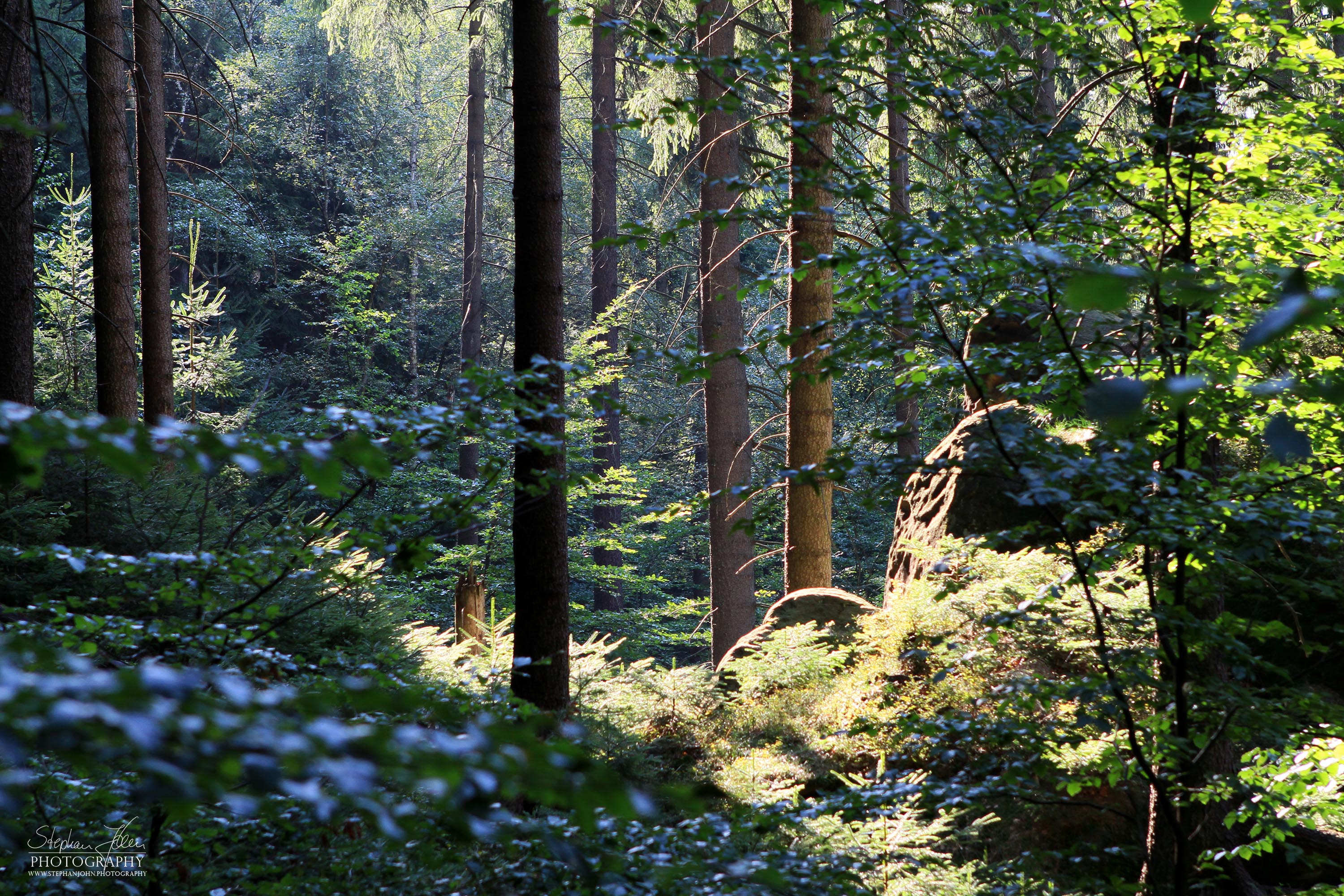 Sommerwald in der Sächsischen Schweiz