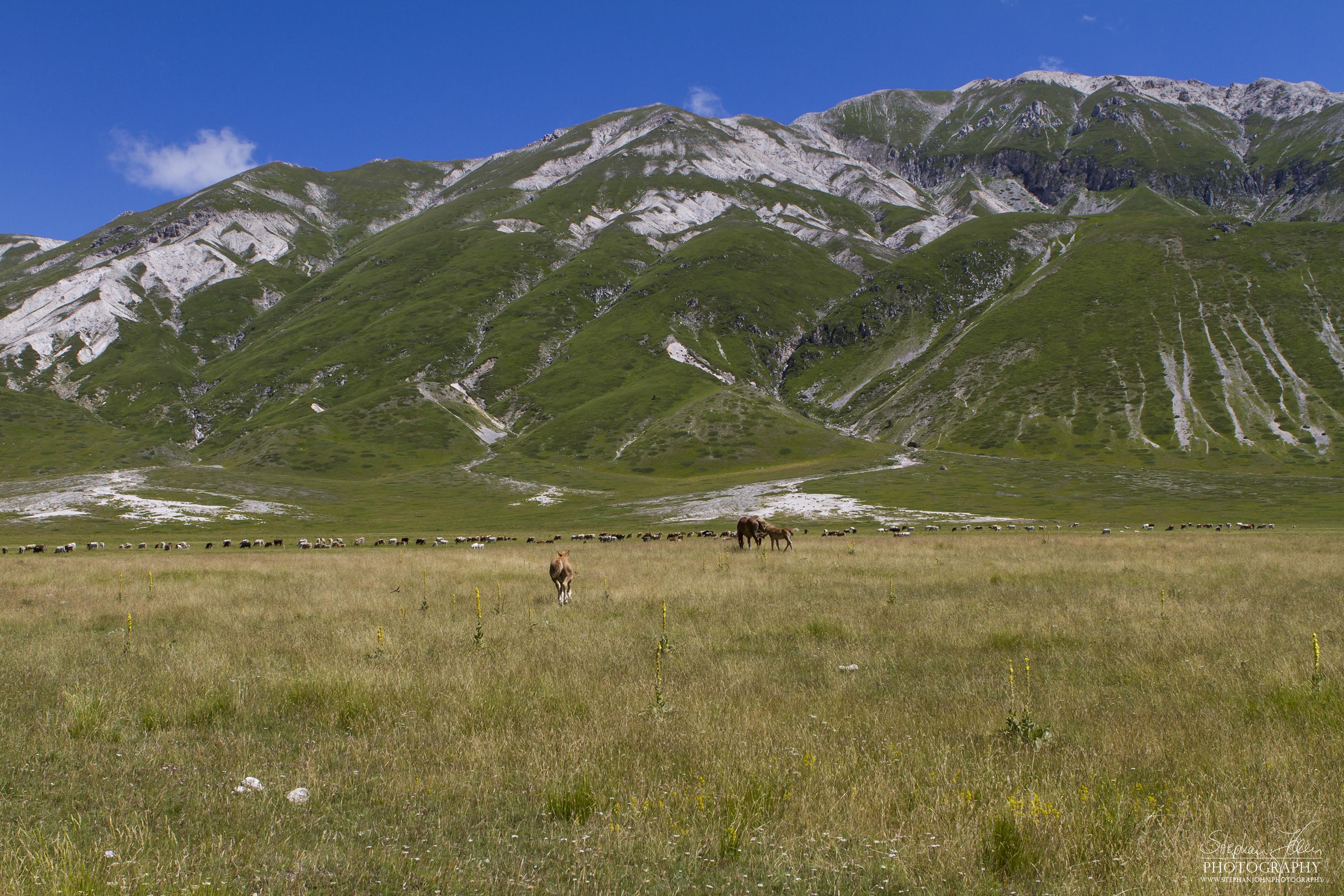 Halbwilde Pferde und Kühe auf dem Campo Imperatore