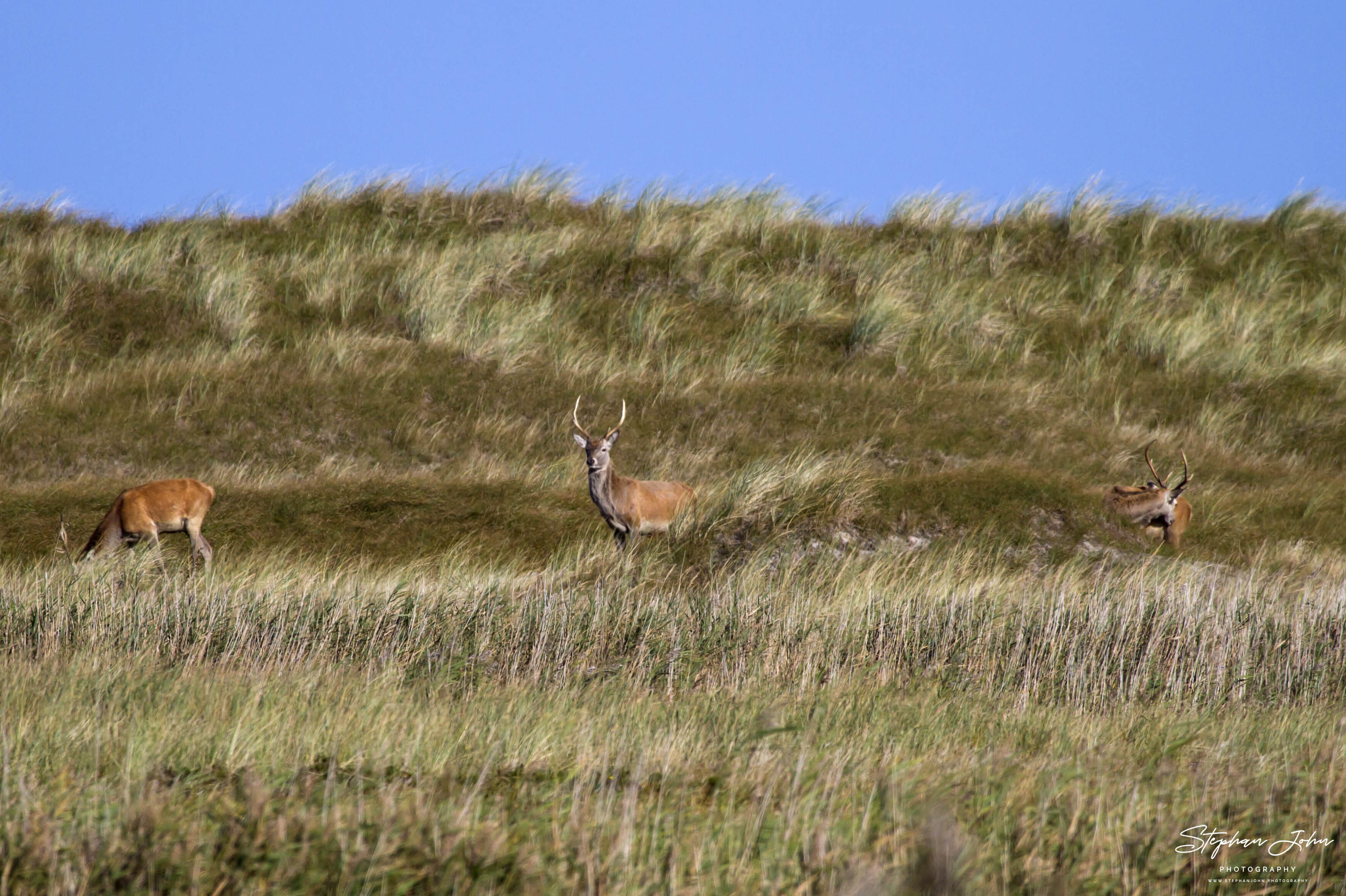 <p>Der Dars ist ein Paradies für Wildtierfotografen, da das Wild nicht besonders scheu ist.</p>