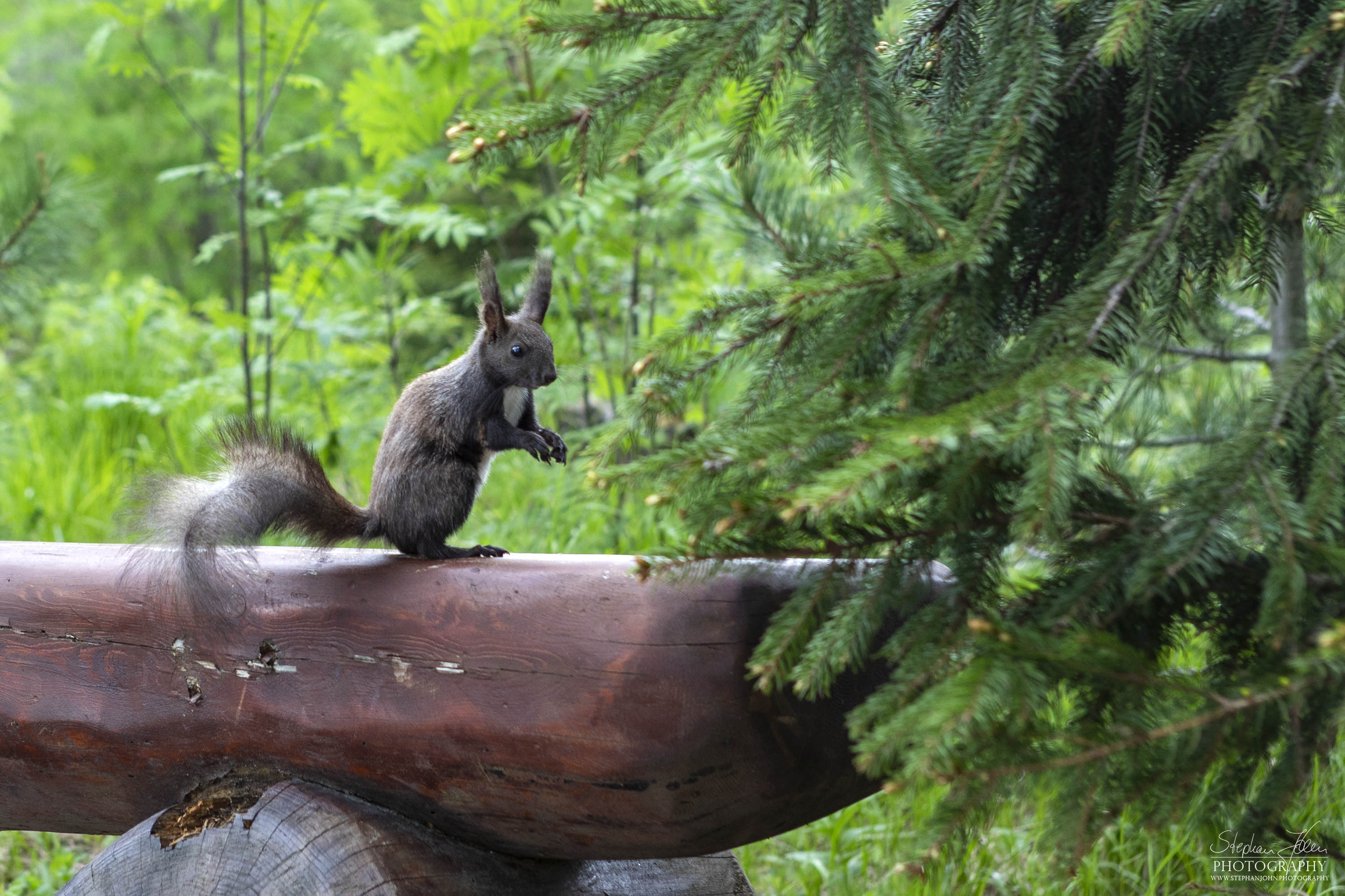Eichhörnchen in Strebske Pleso