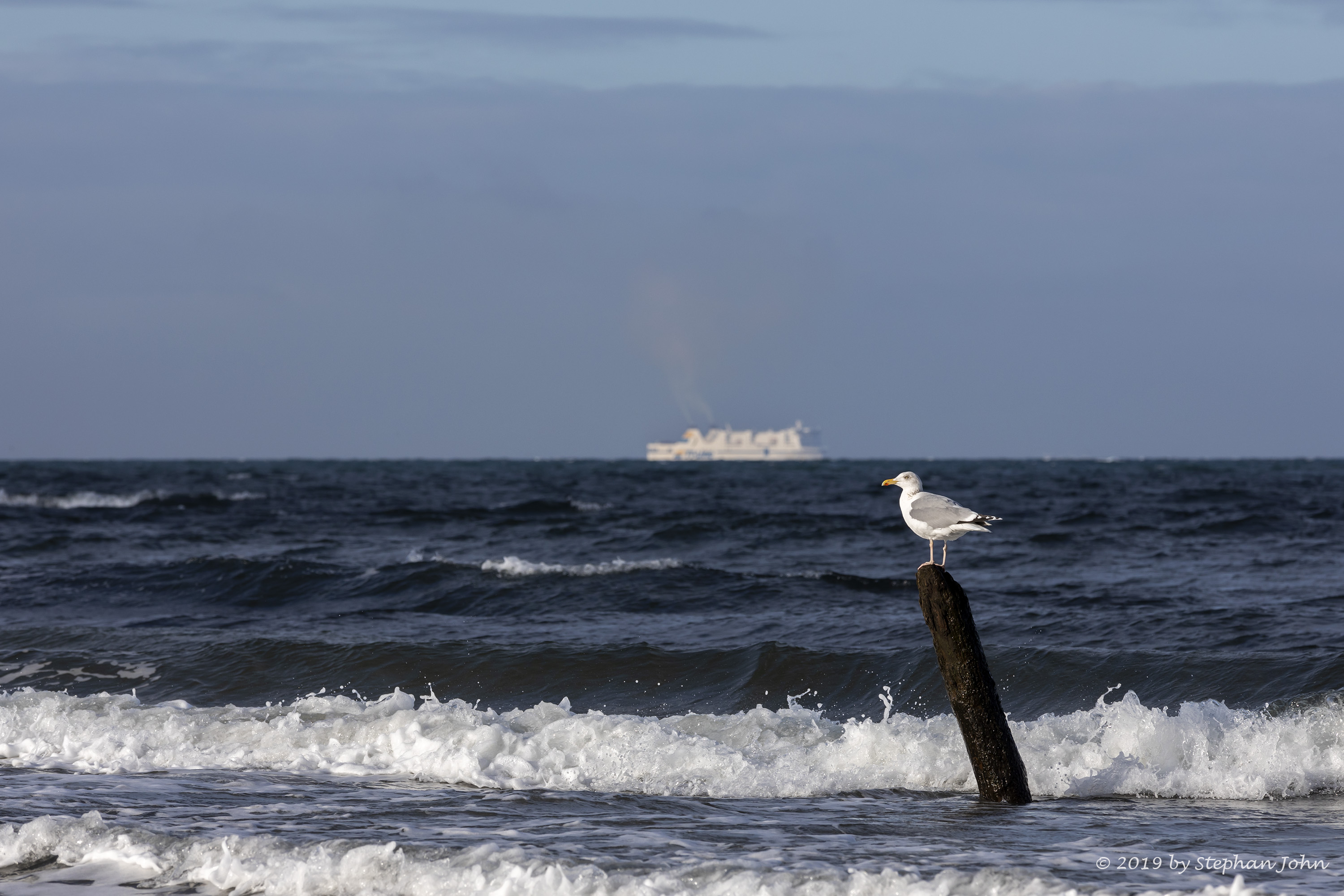 Möwe an der Ostseeküste bei Kühlungsborn