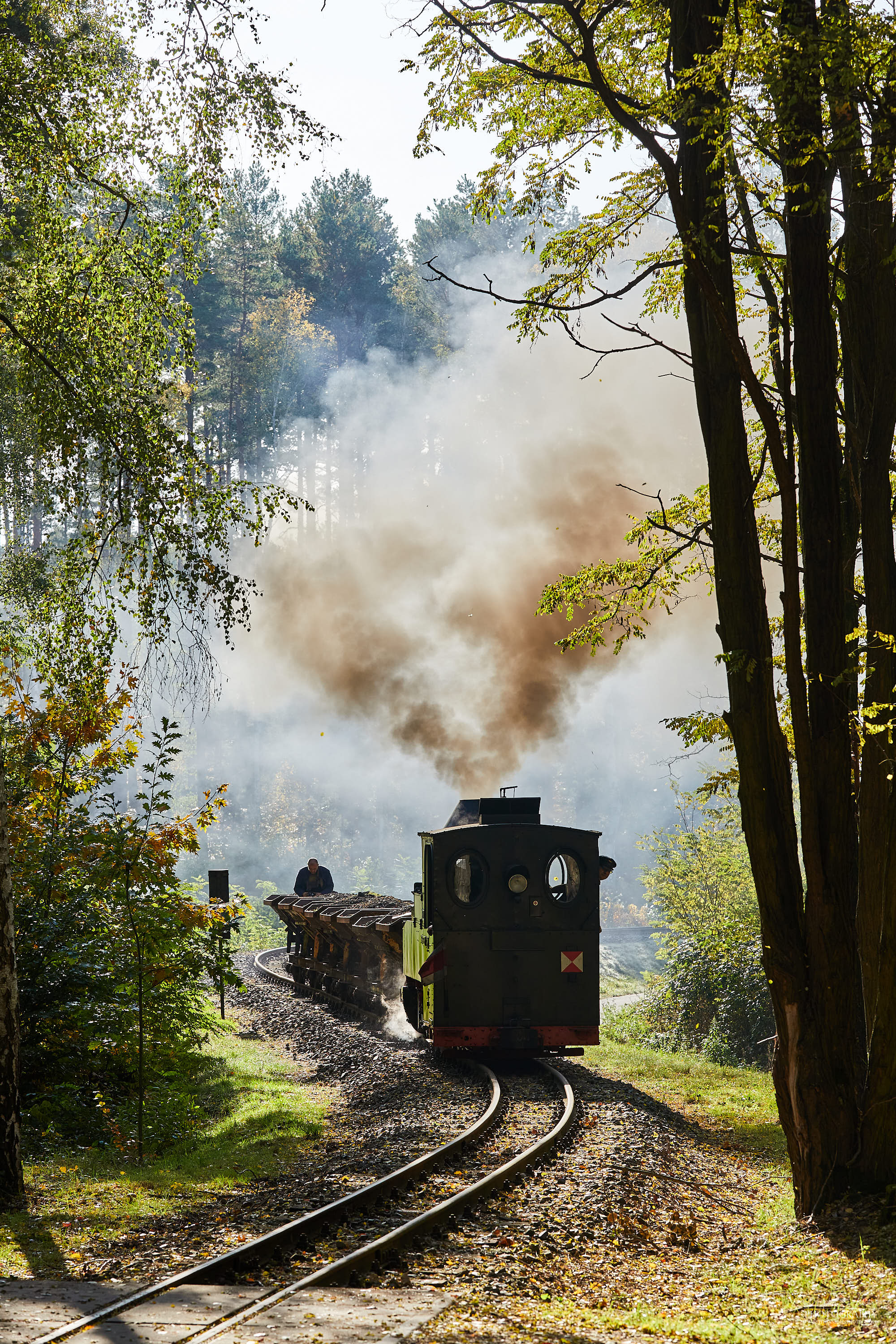 Zug der Waldbahn schnauft die Steigung nach Kromlau hoch