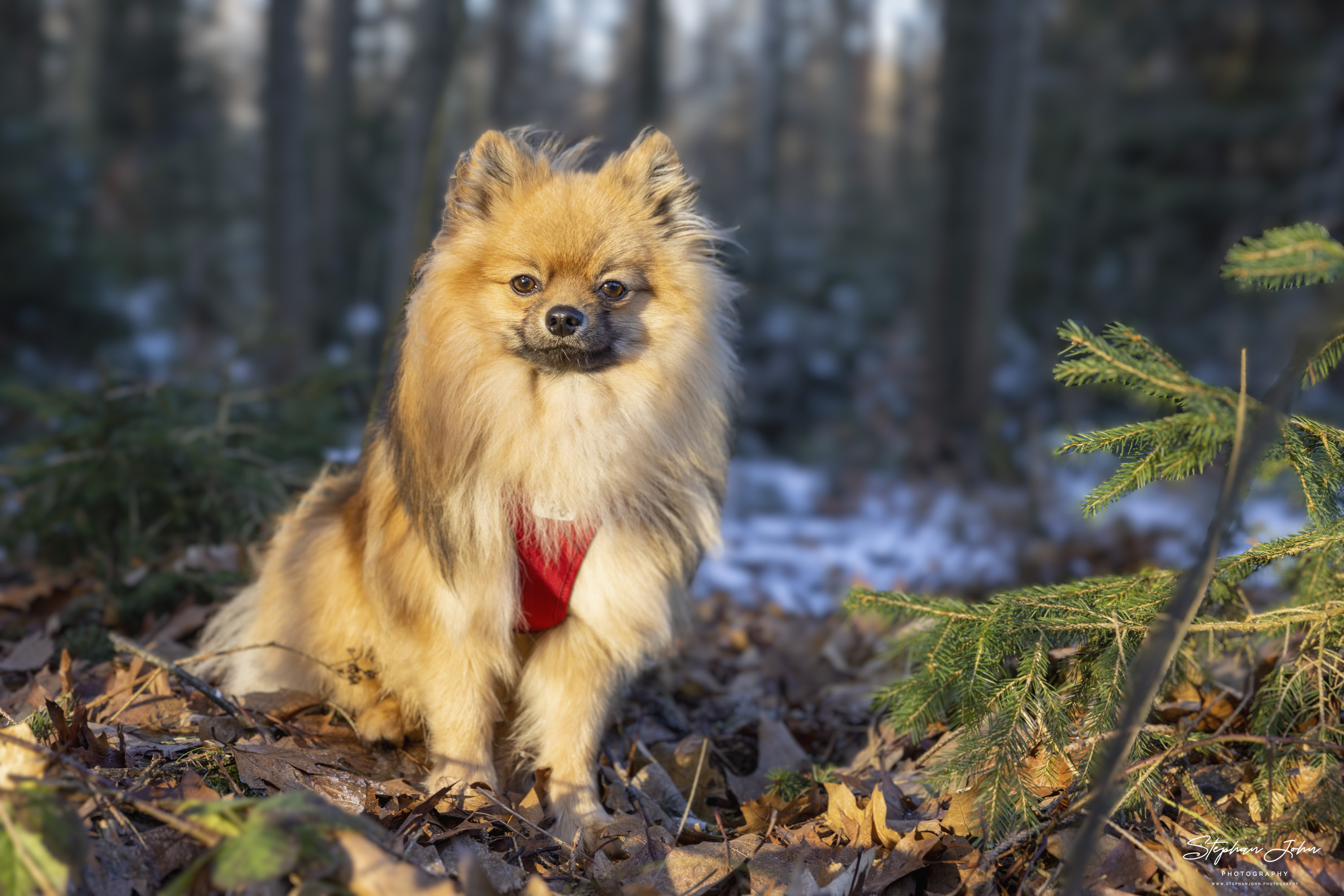 Kleinspitz Karli vom Waldschlösschen