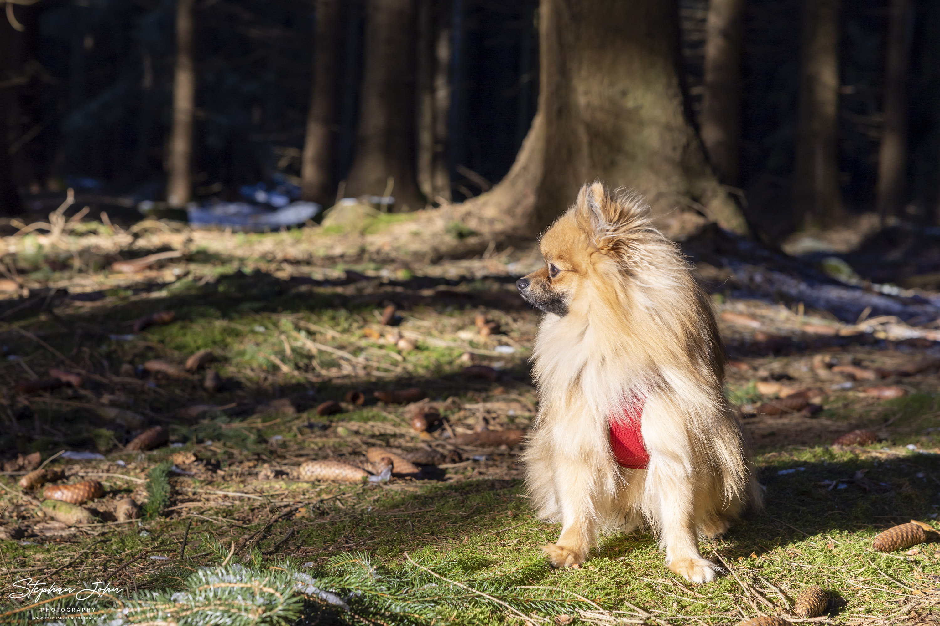 Kleinspitz Karli vom Waldschlösschen