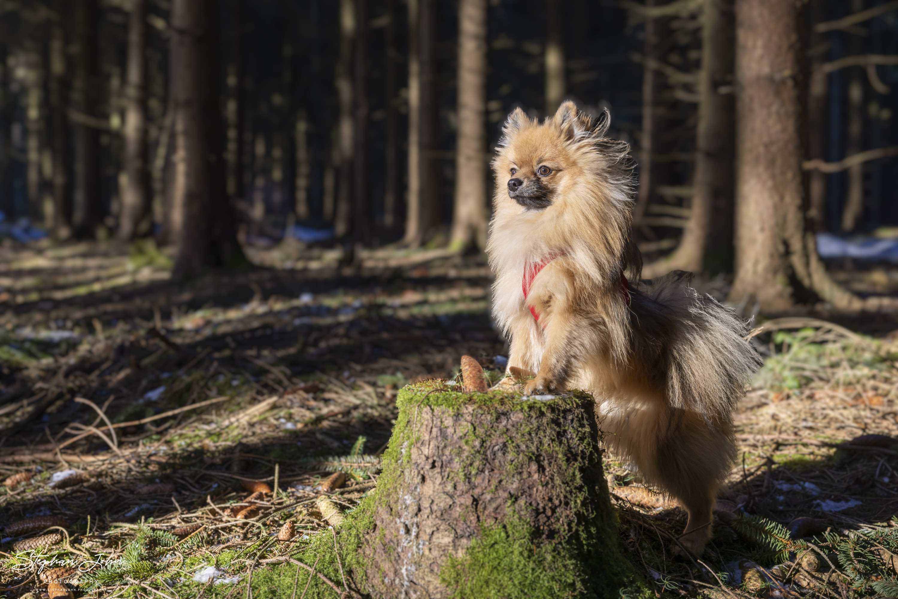 Kleinspitz Karli vom Waldschlösschen