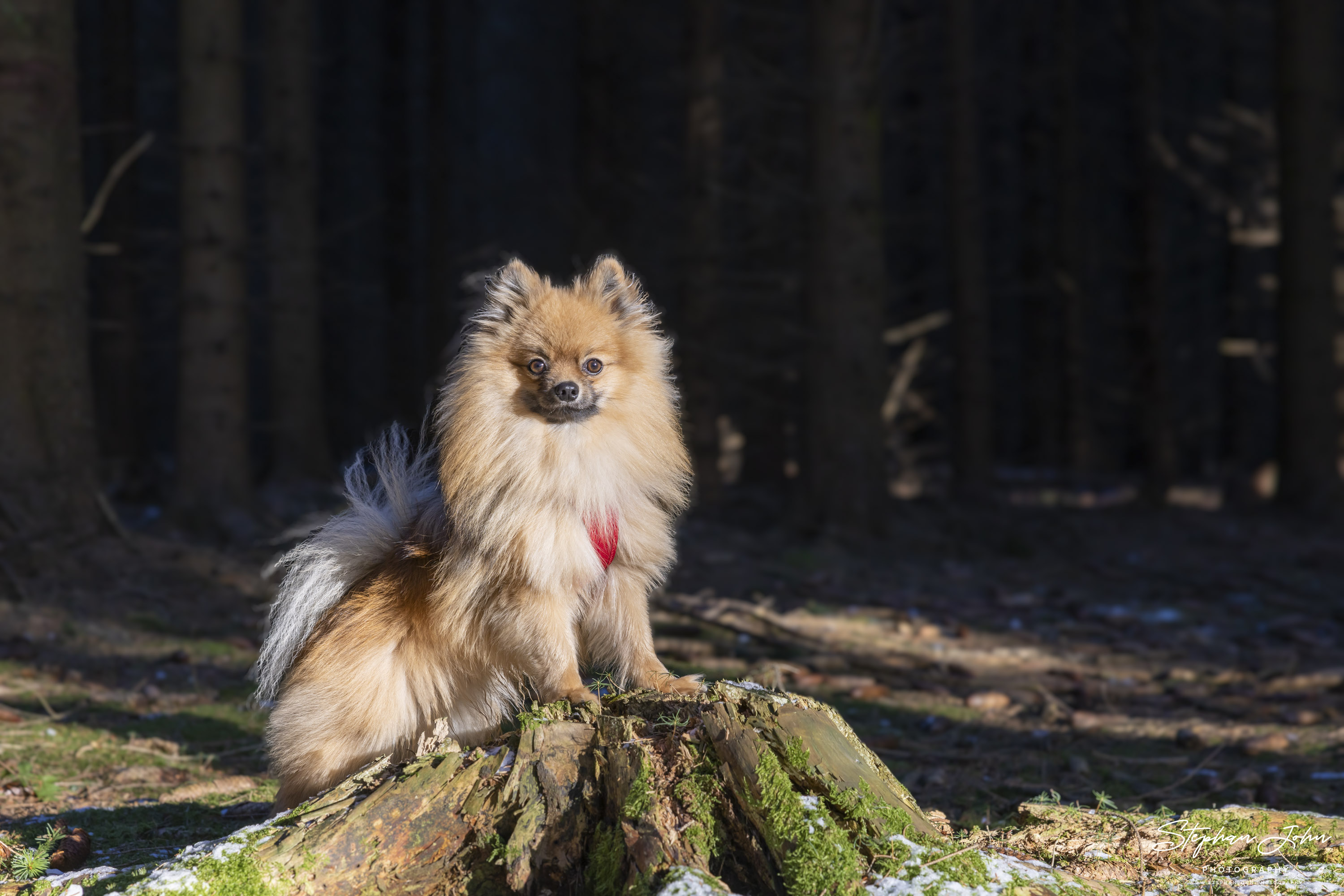 Kleinspitz Karli vom Waldschlösschen