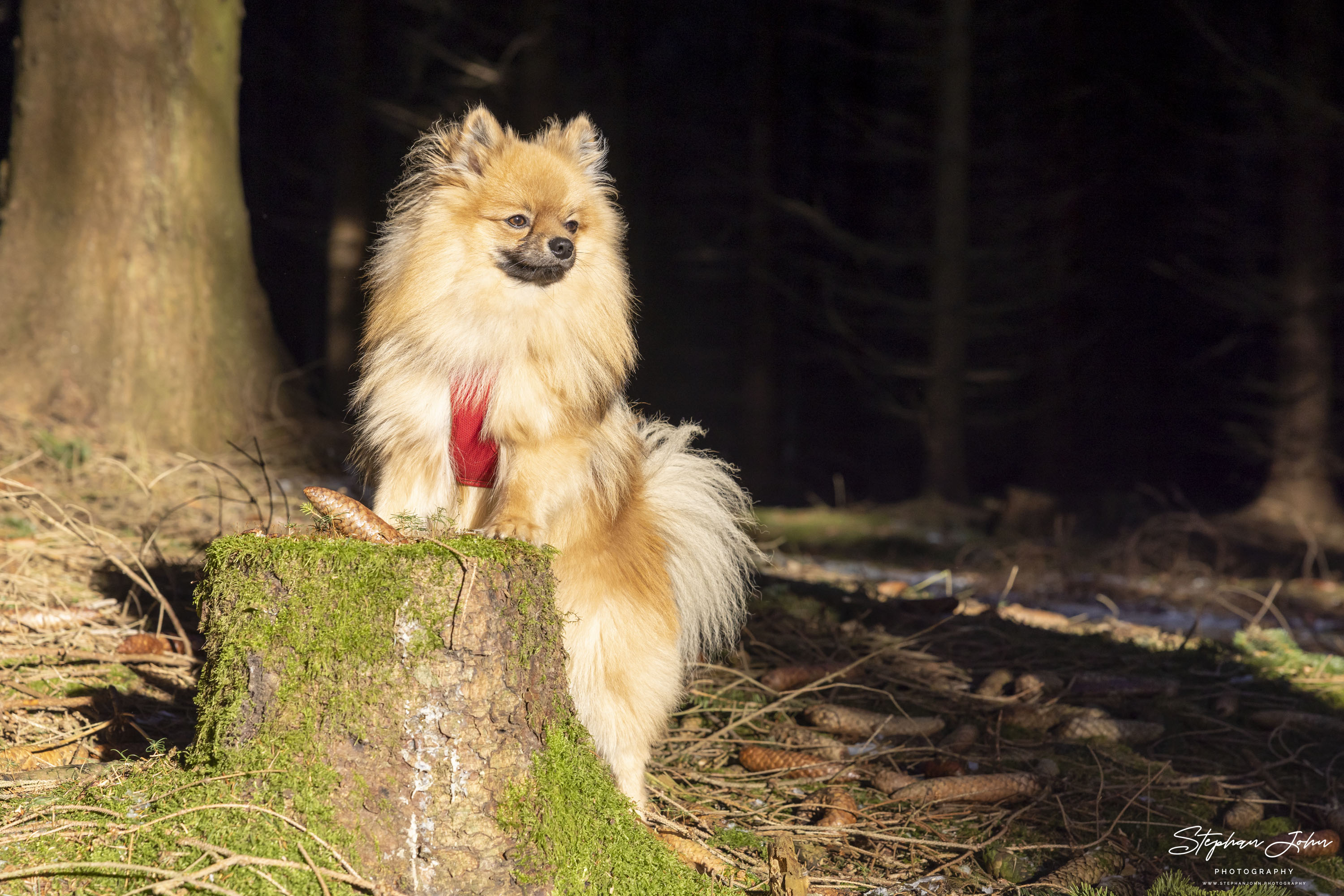 Kleinspitz Karli vom Waldschlösschen