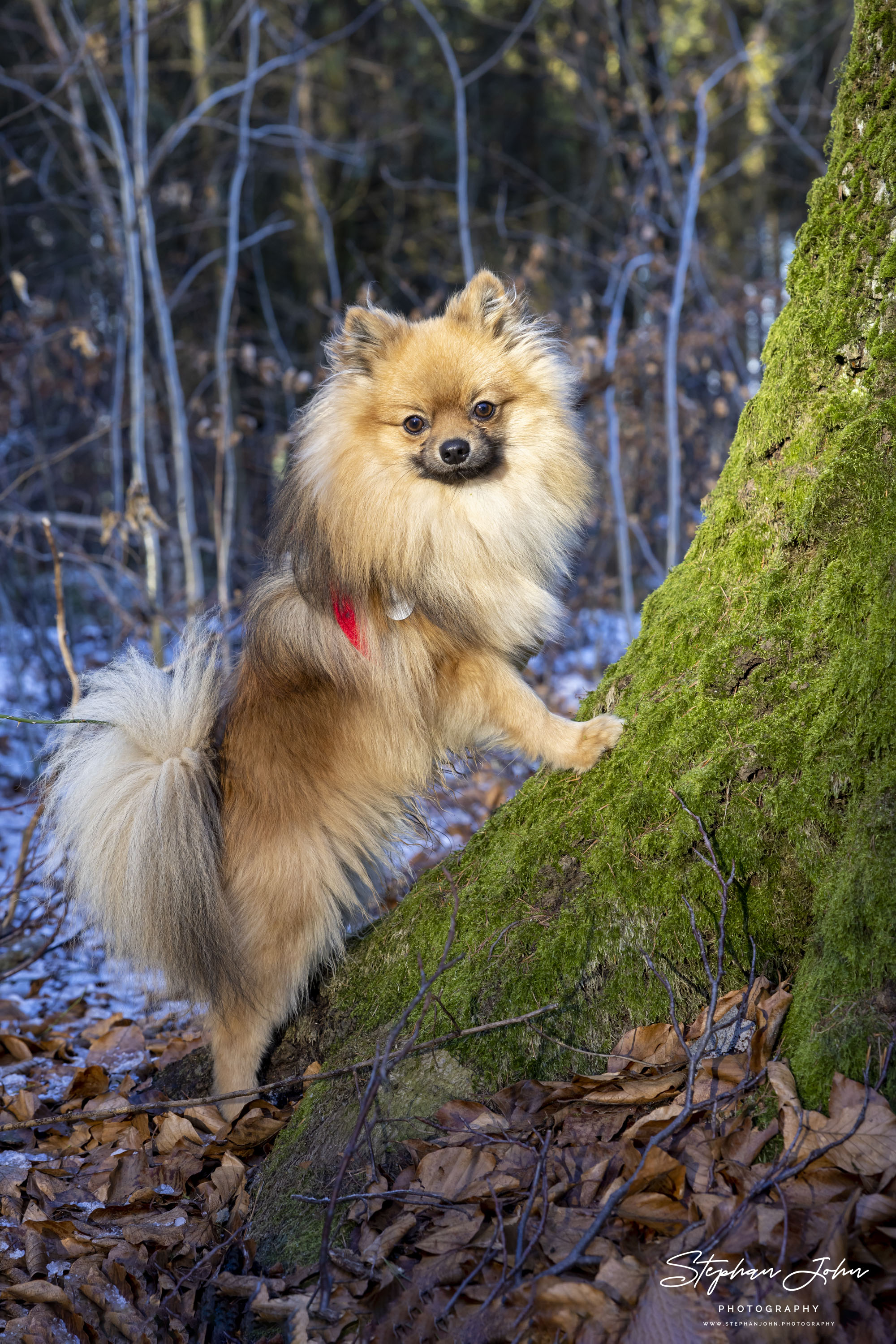 Kleinspitz Karli vom Waldschlösschen