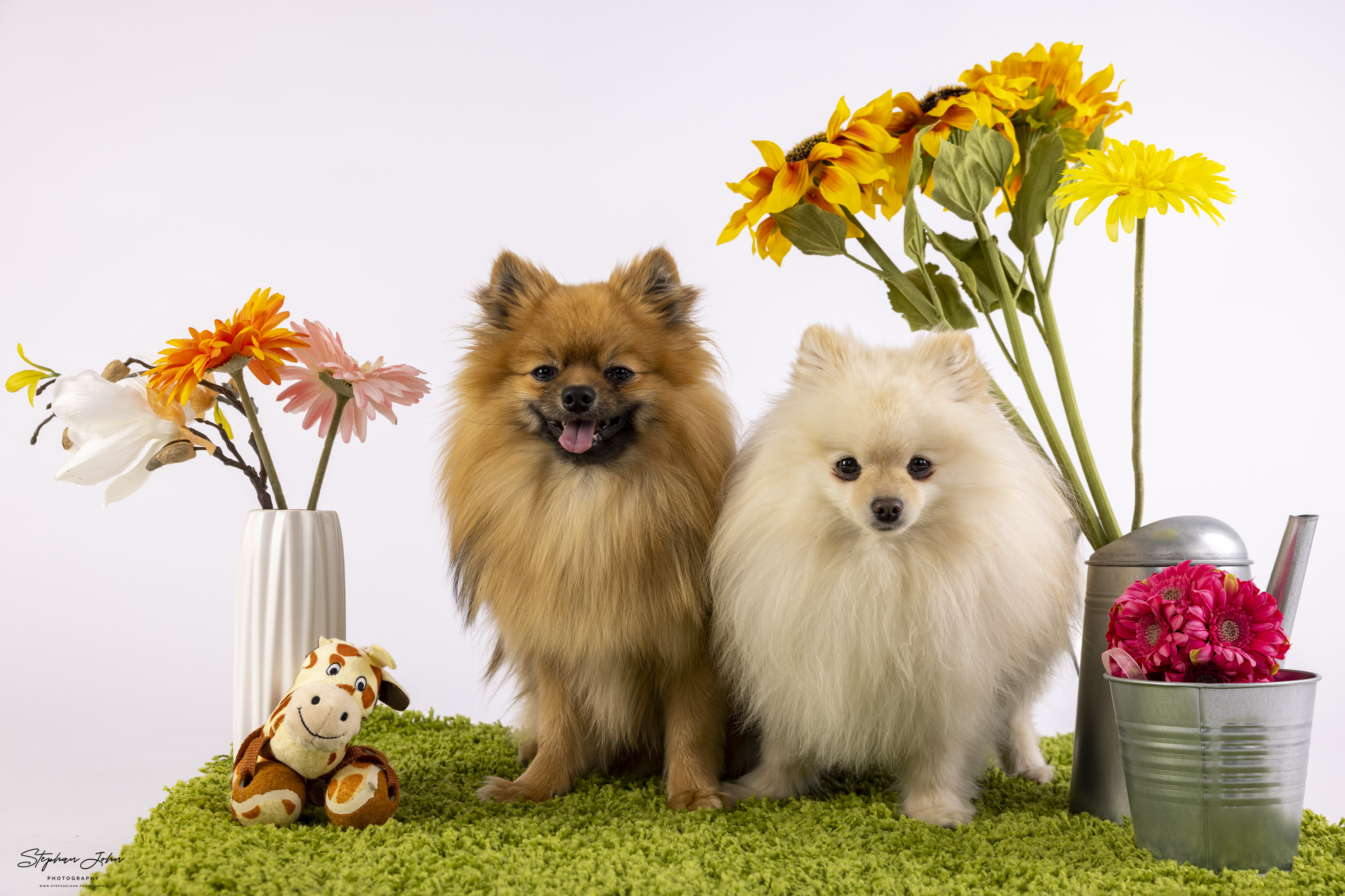 Karli und Milow im Fotostudio