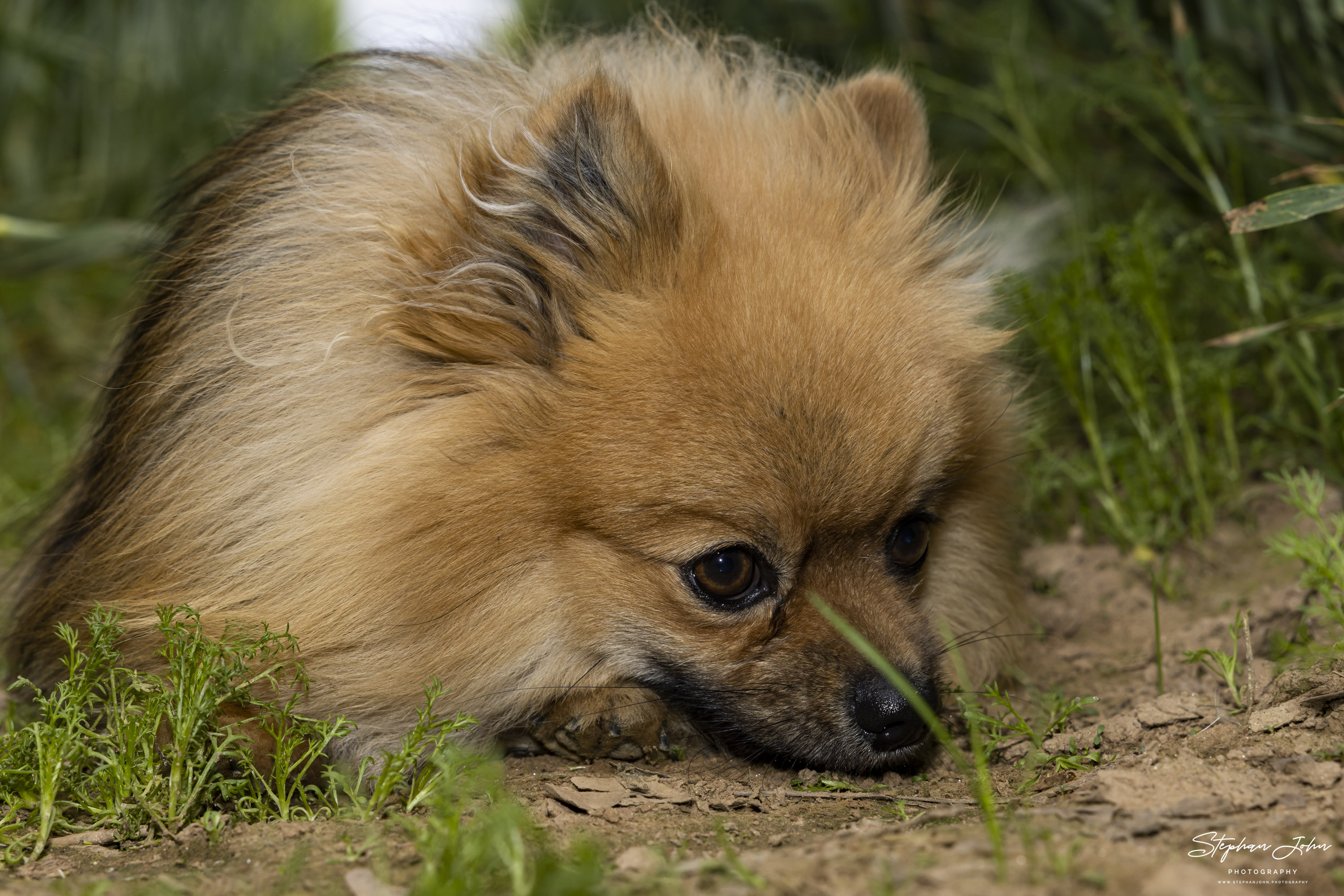 <p>Karli vom Waldschlösschen im Weizenfeld</p>