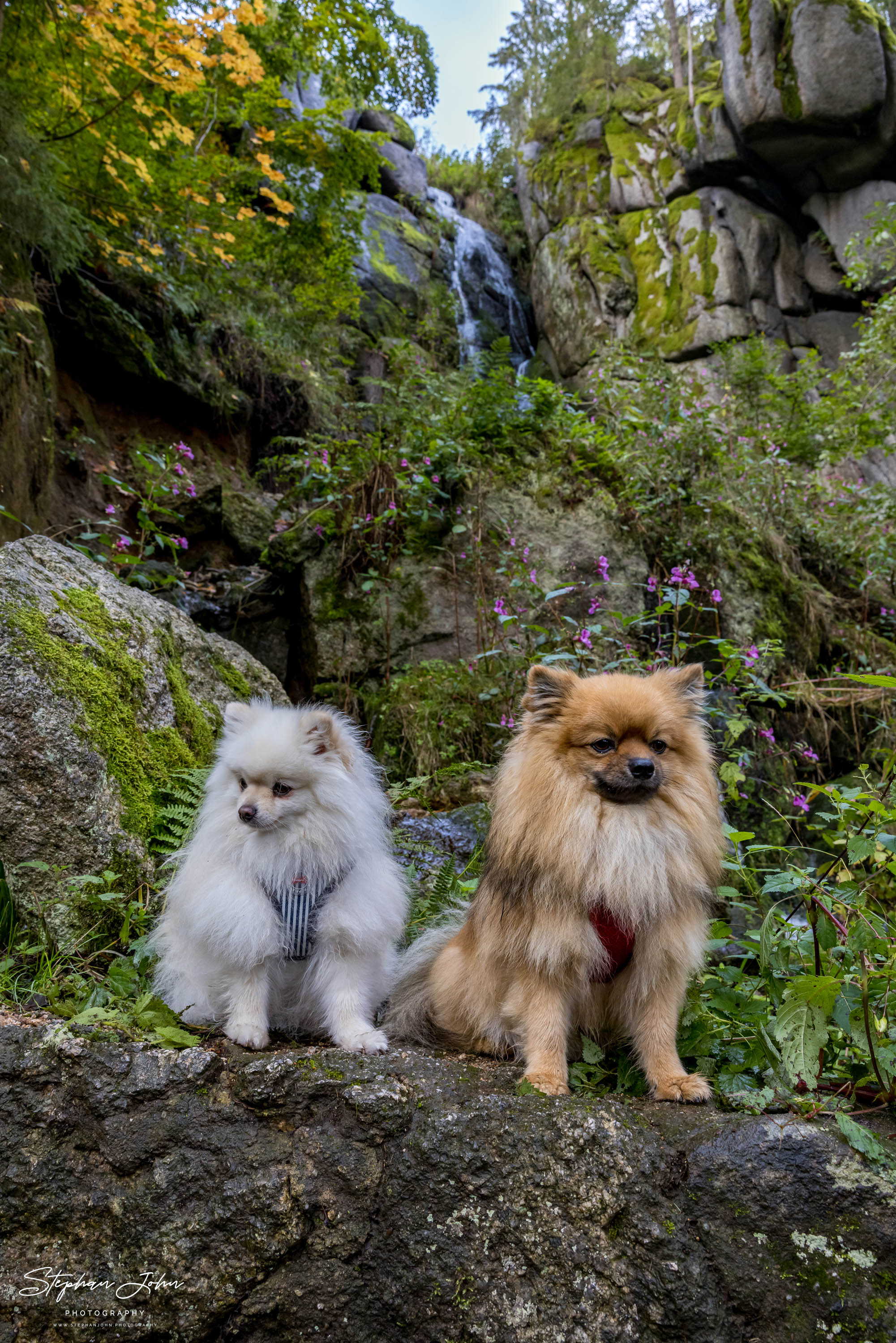 <p>Karli und Milow am Blauenthaler Wasserfall im Erzgebirge</p>
