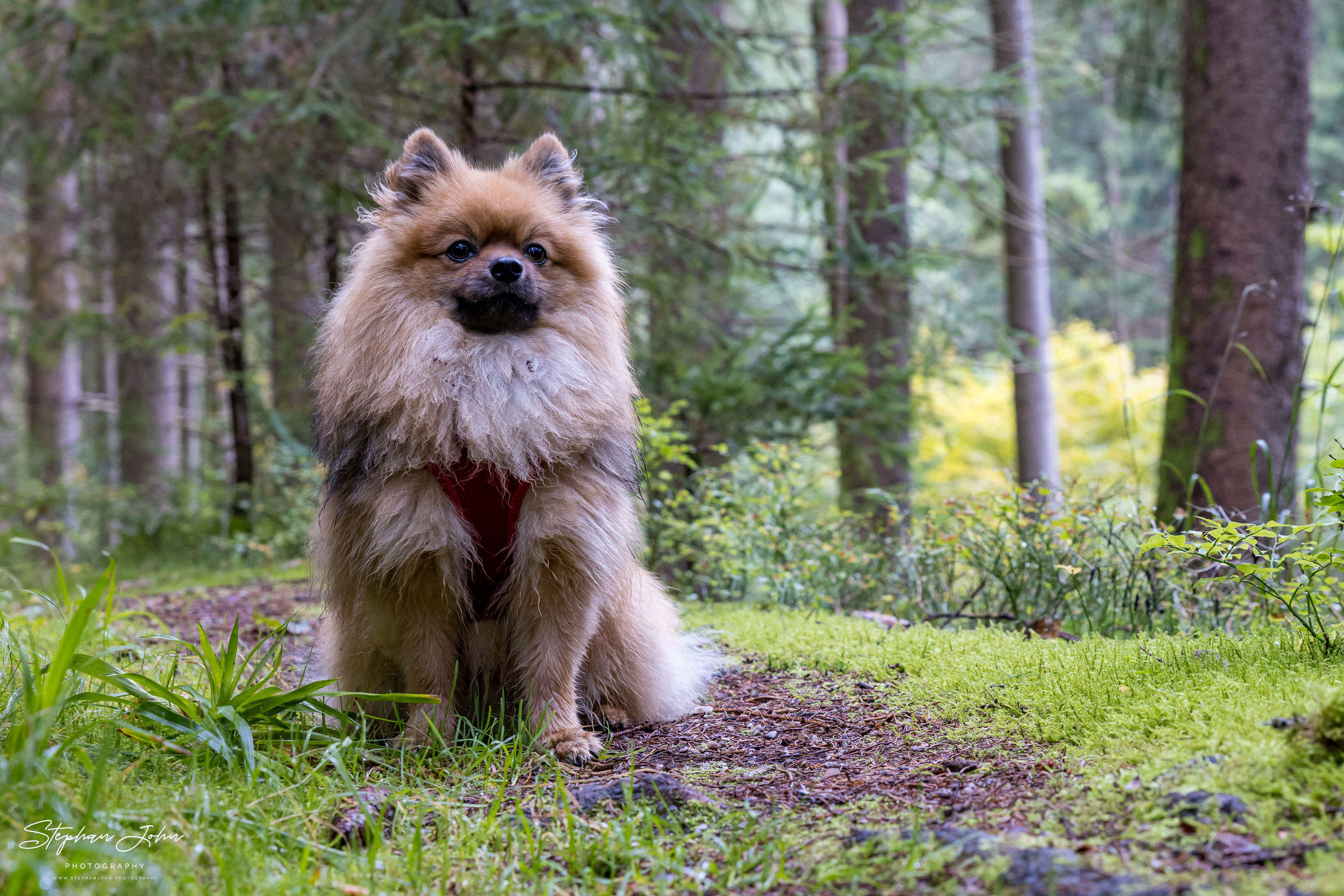 <p>Karli im Wald bei Sosa im Erzgebirge</p>