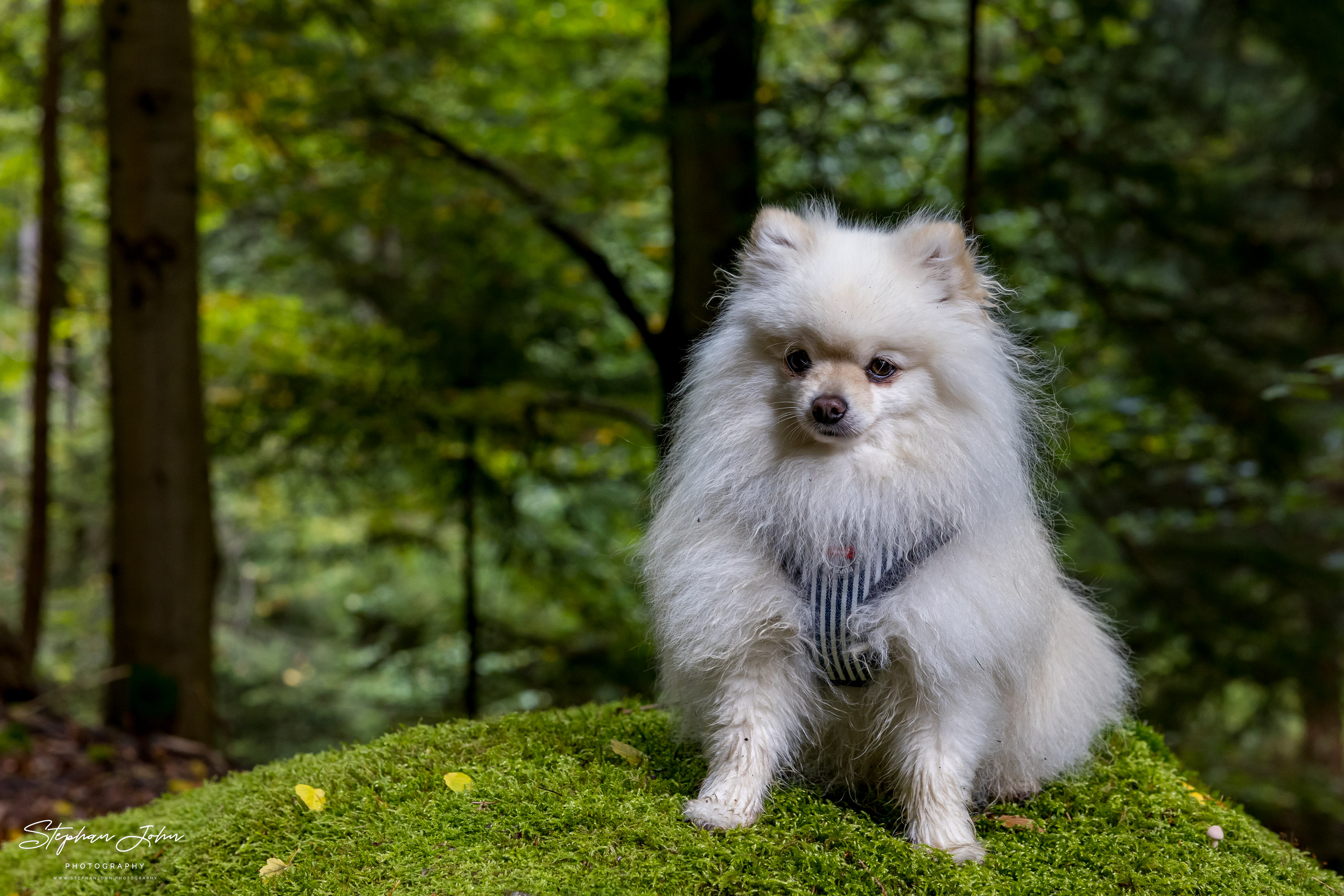 <p>Milo im Wald bei Sosa</p>