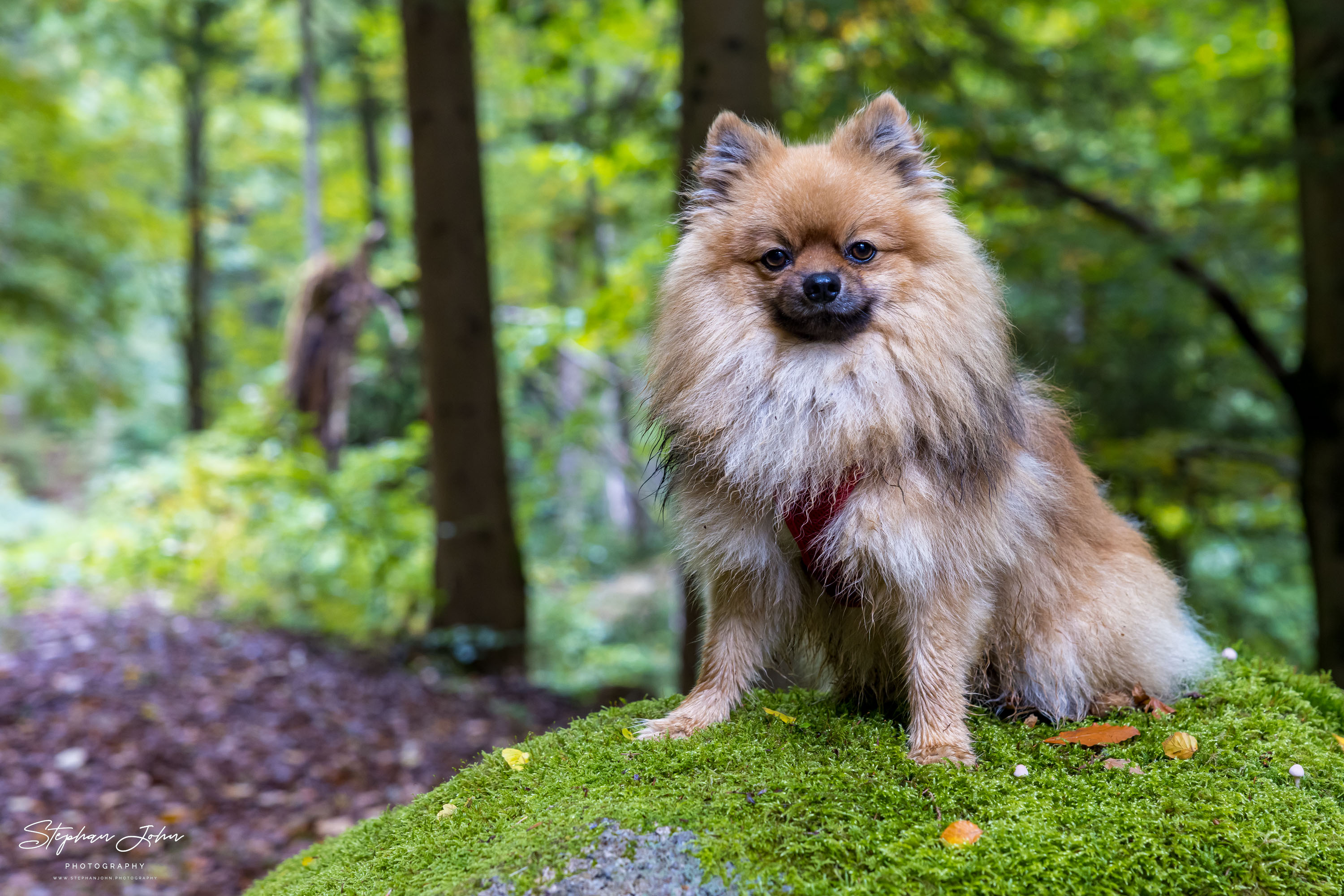 <p>Karli im Wald bei Sosa im Erzgebirge</p>