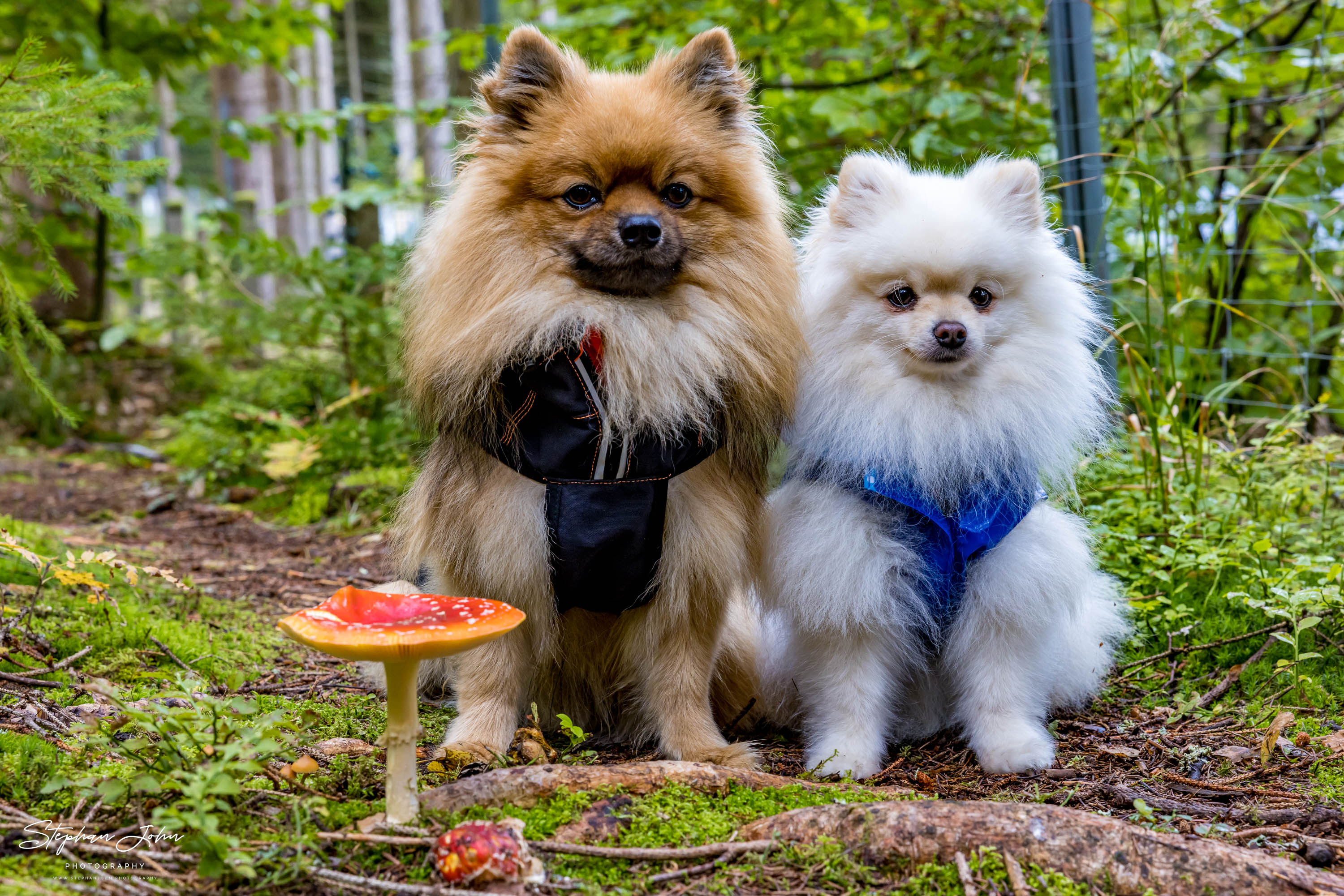 <p>Karli und Milow an der Talsperre Sosa im Erzgebirge</p>