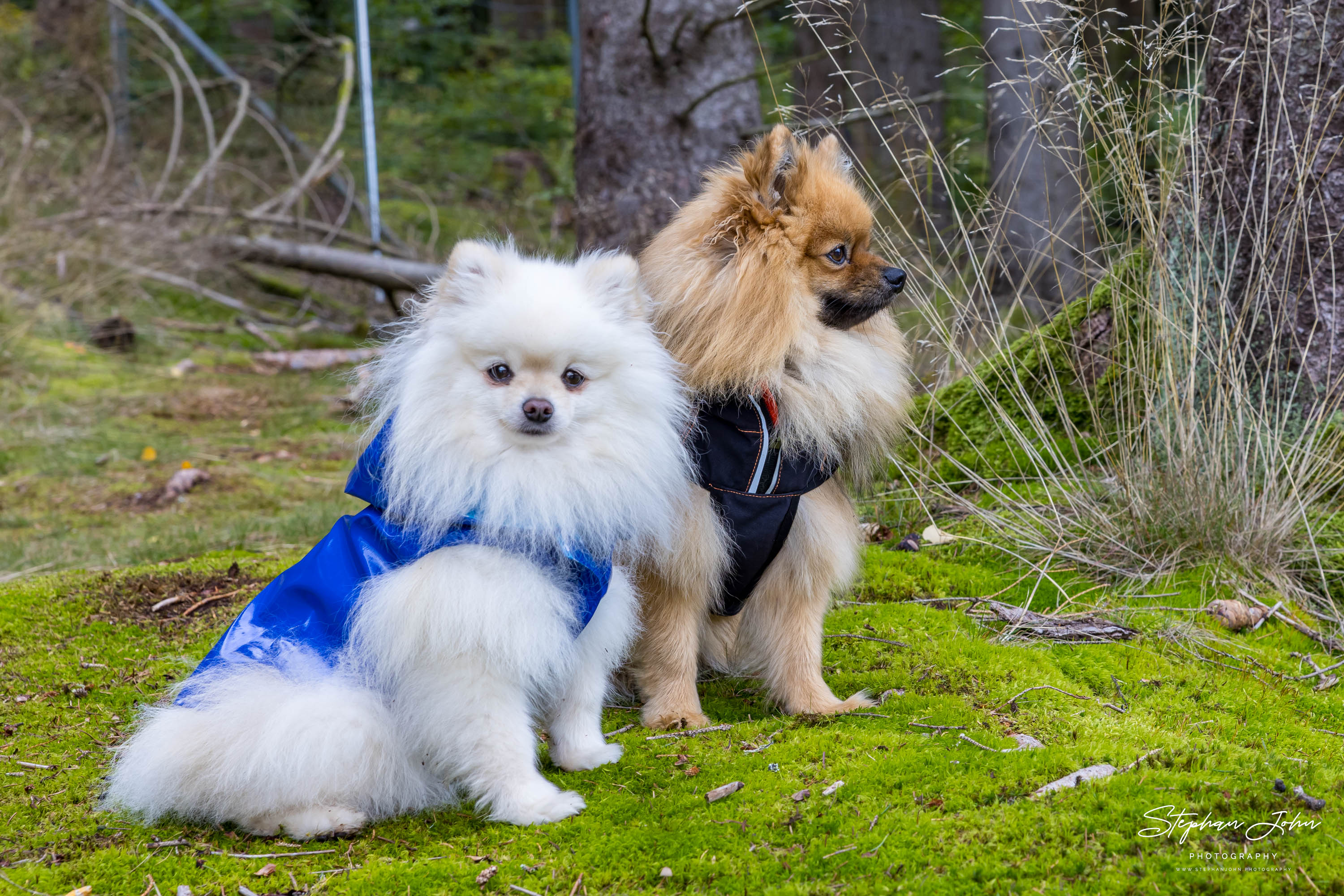 <p>Milow und Karli an der Talsperre Sosa im Erzgebirge</p>