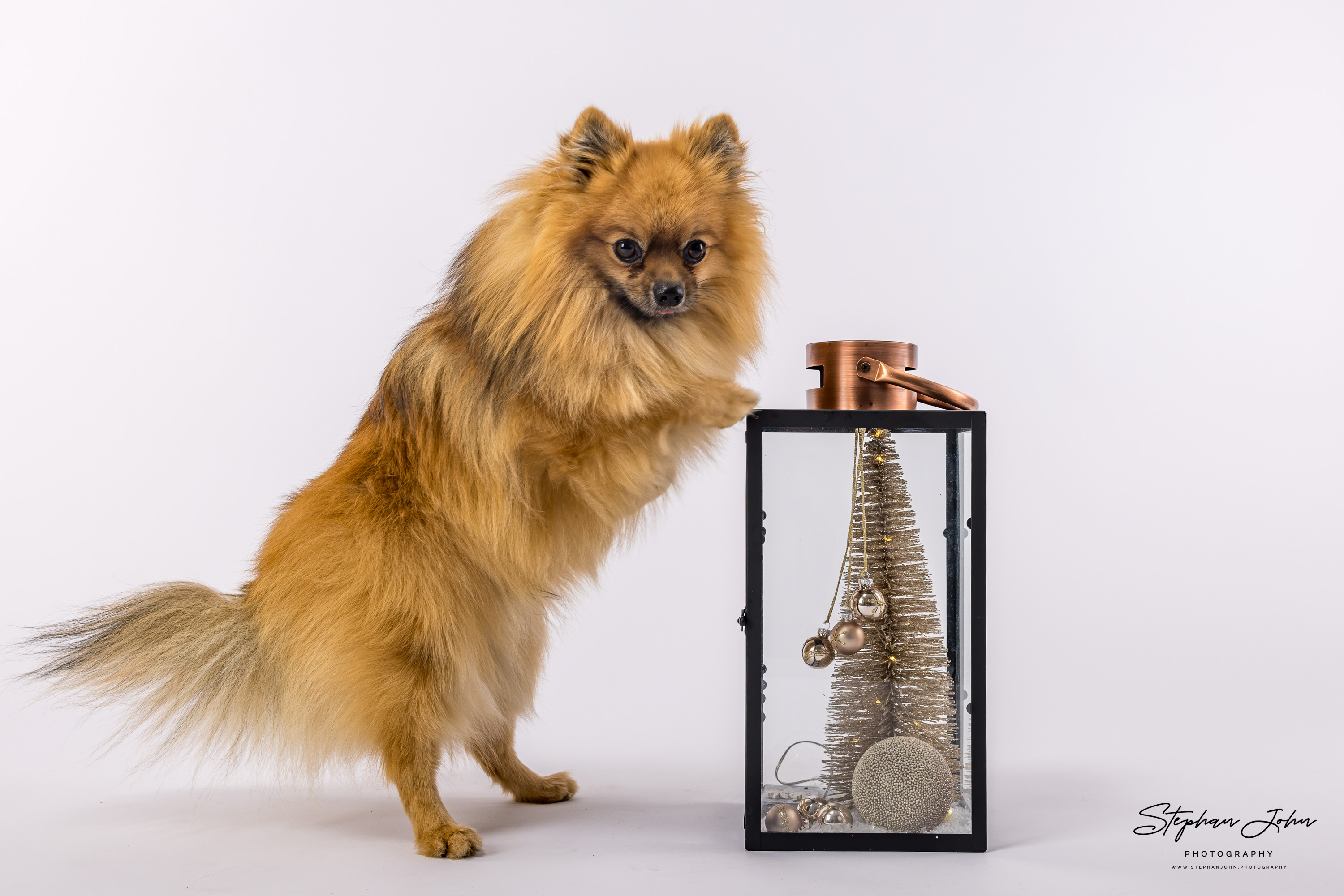 Fotoshooting mit Kleinspitz Karli vom Waldschlösschen