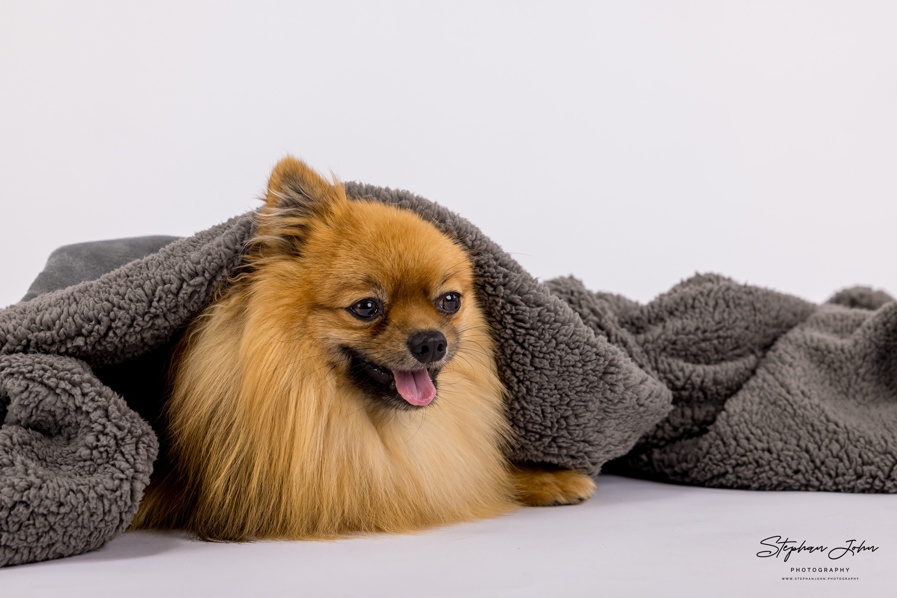 Fotoshooting mit Kleinspitz Karli vom Waldschlösschen