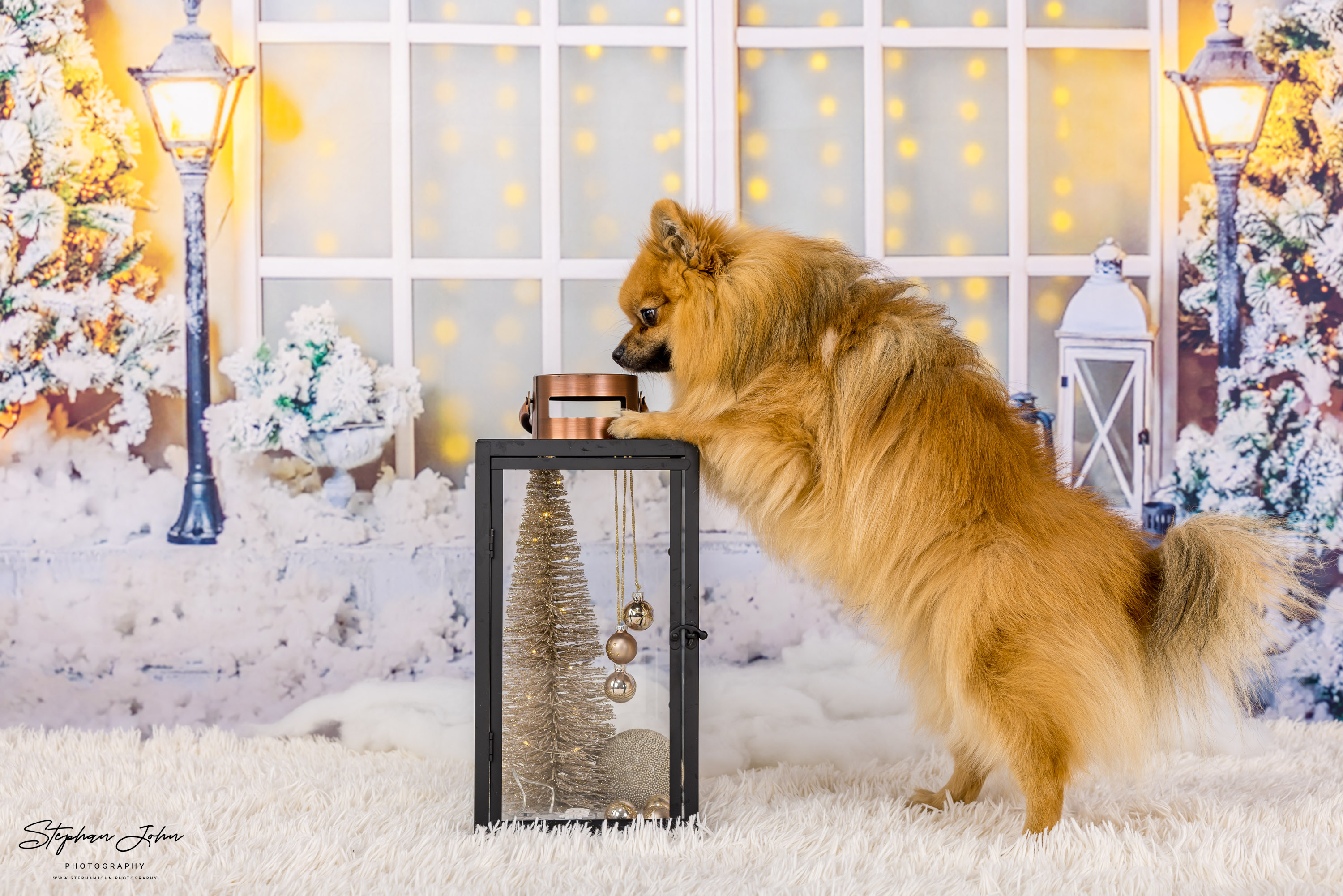 Fotoshooting mit Kleinspitz Karli vom Waldschlösschen