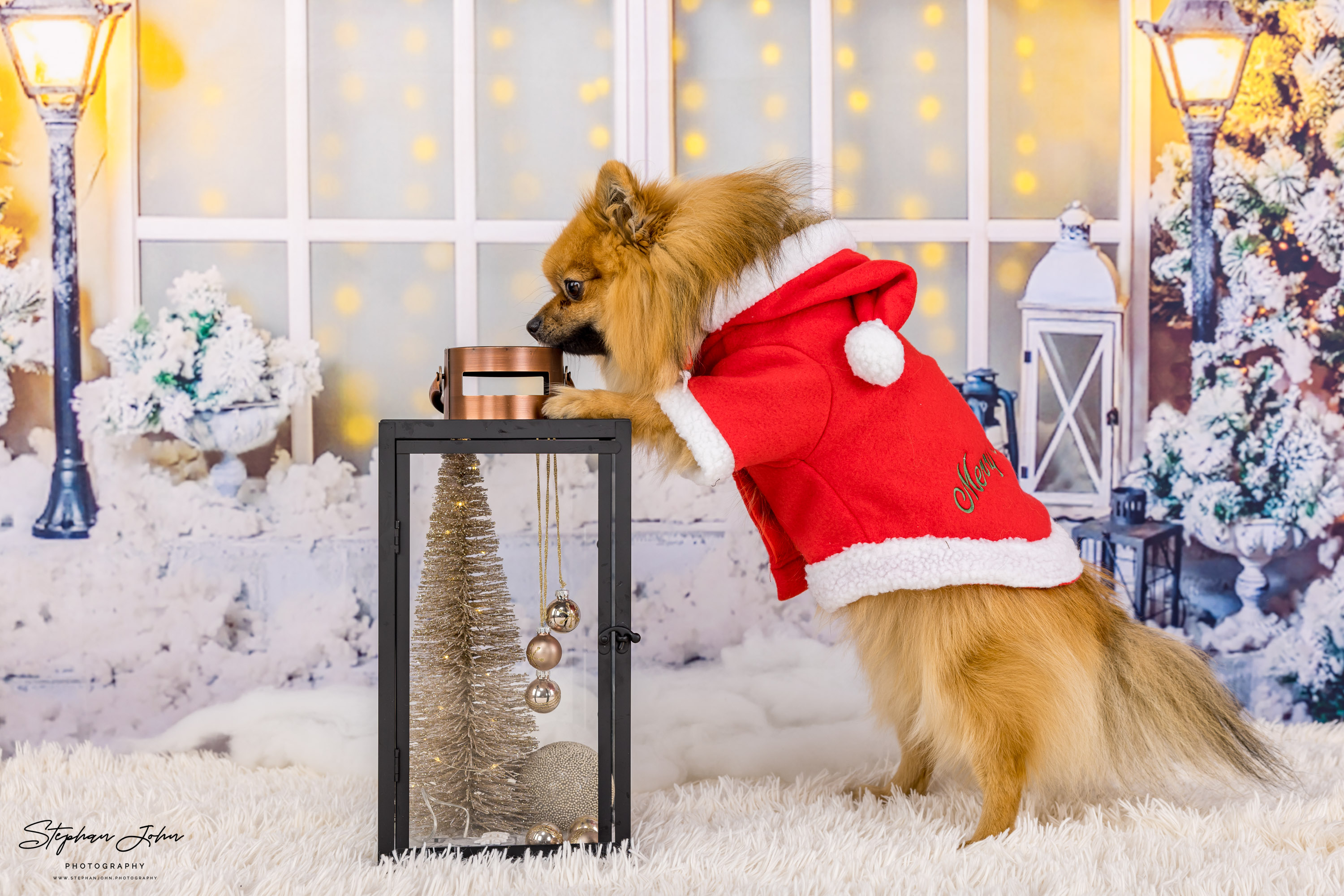 Fotoshooting mit Kleinspitz Karli vom Waldschlösschen