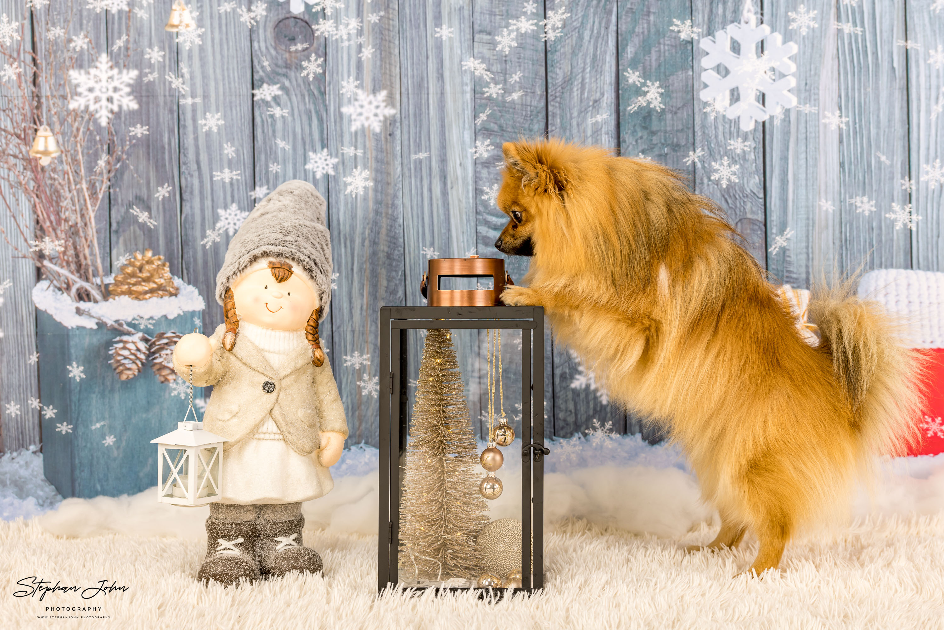 Fotoshooting mit Kleinspitz Karli vom Waldschlösschen