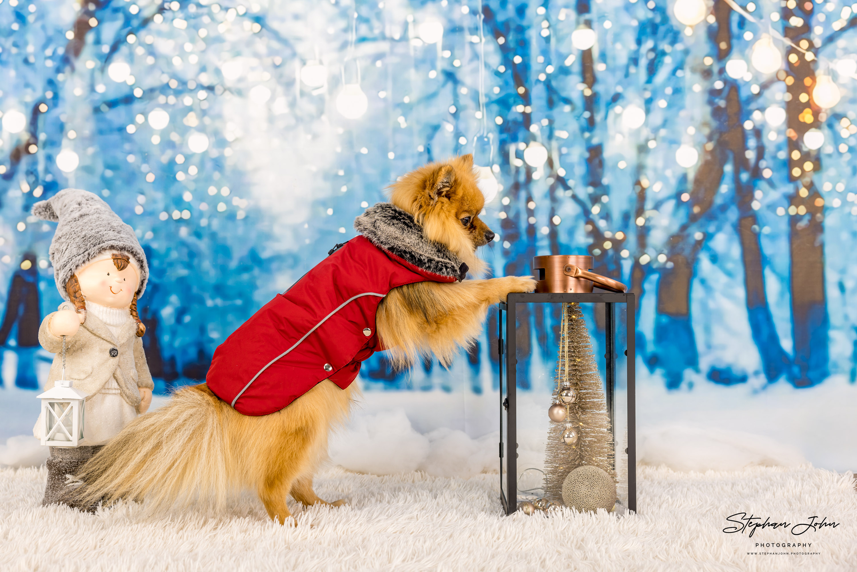 Fotoshooting mit Kleinspitz Karli vom Waldschlösschen