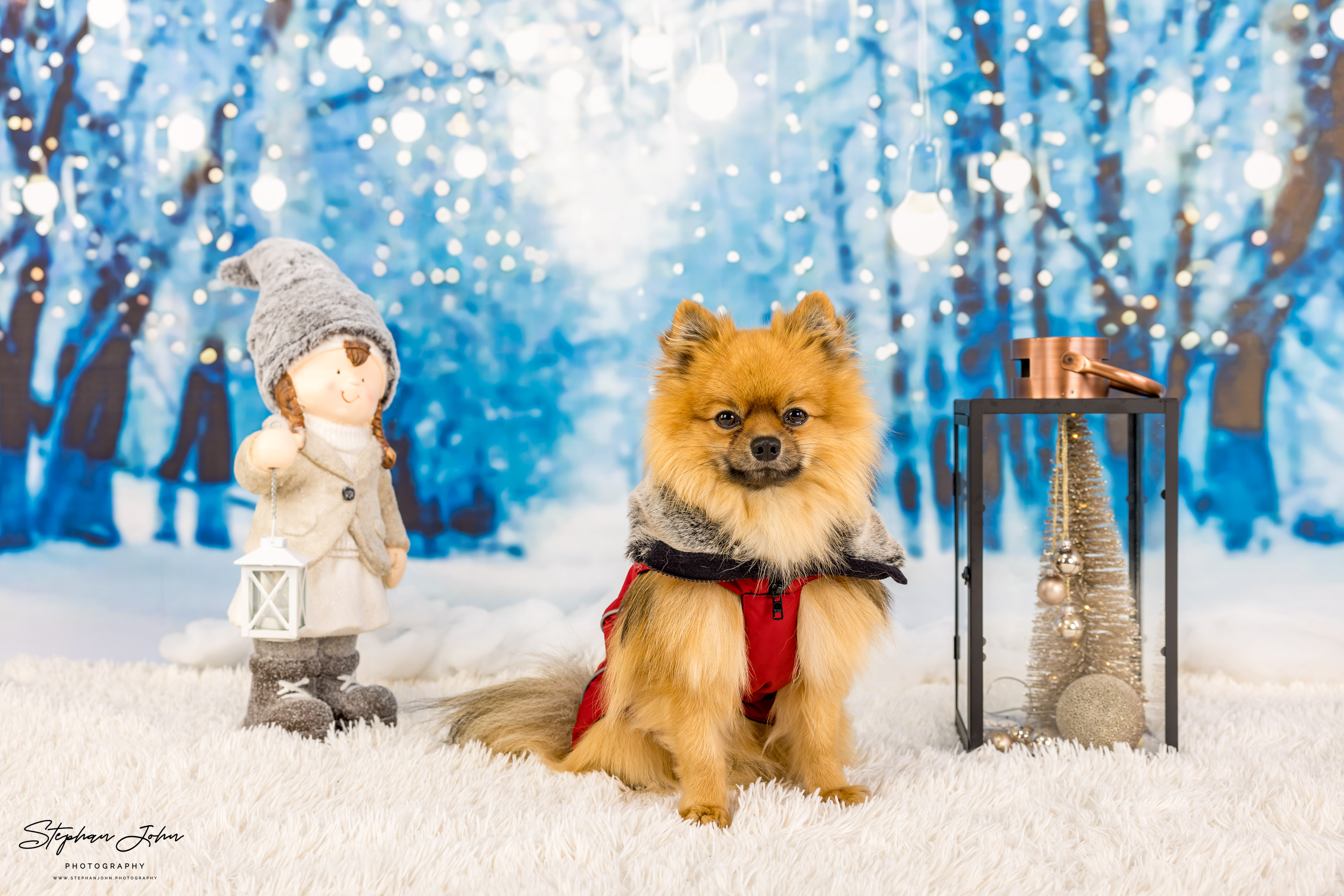 Fotoshooting mit Kleinspitz Karli vom Waldschlösschen