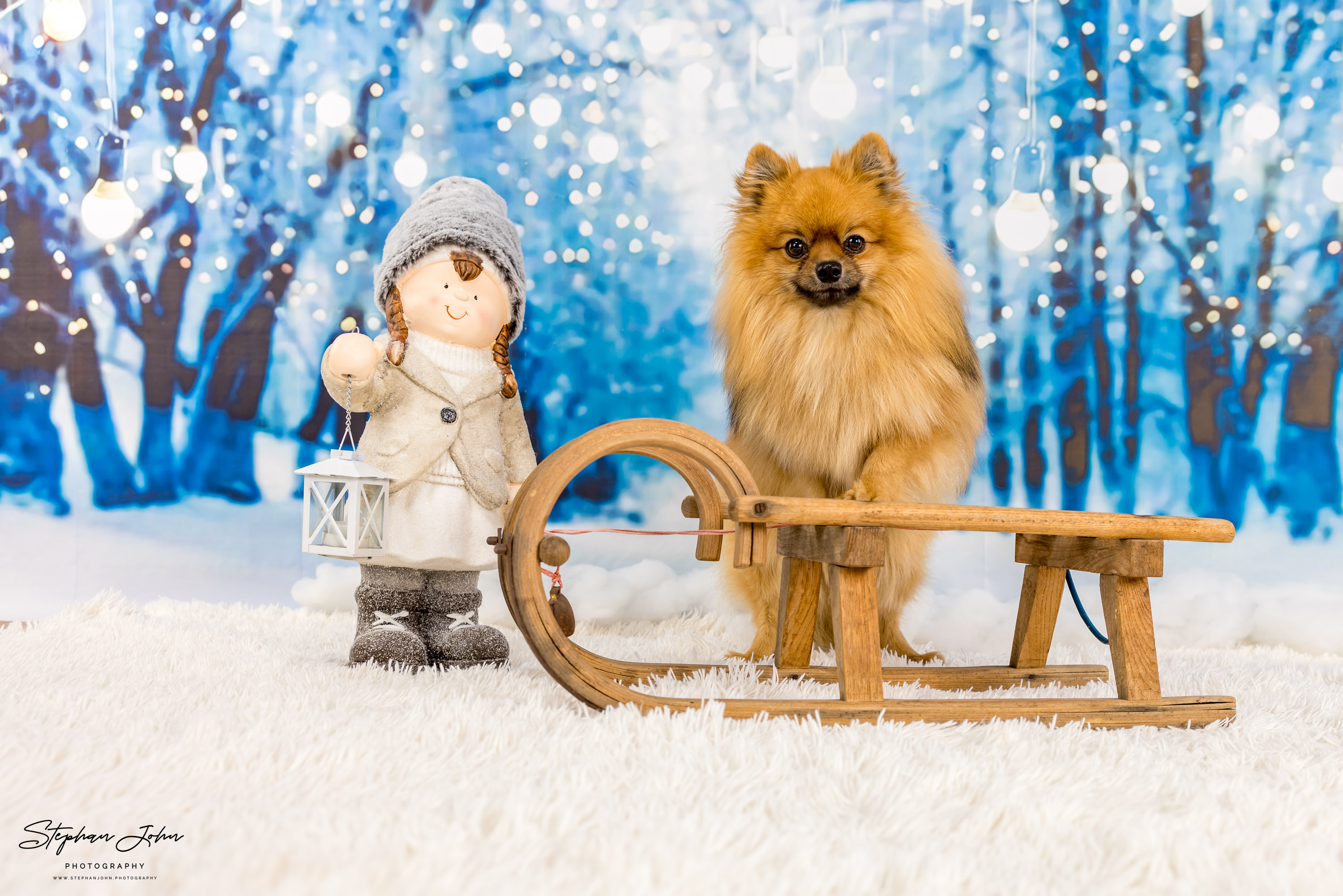 Fotoshooting mit Kleinspitz Karli vom Waldschlösschen