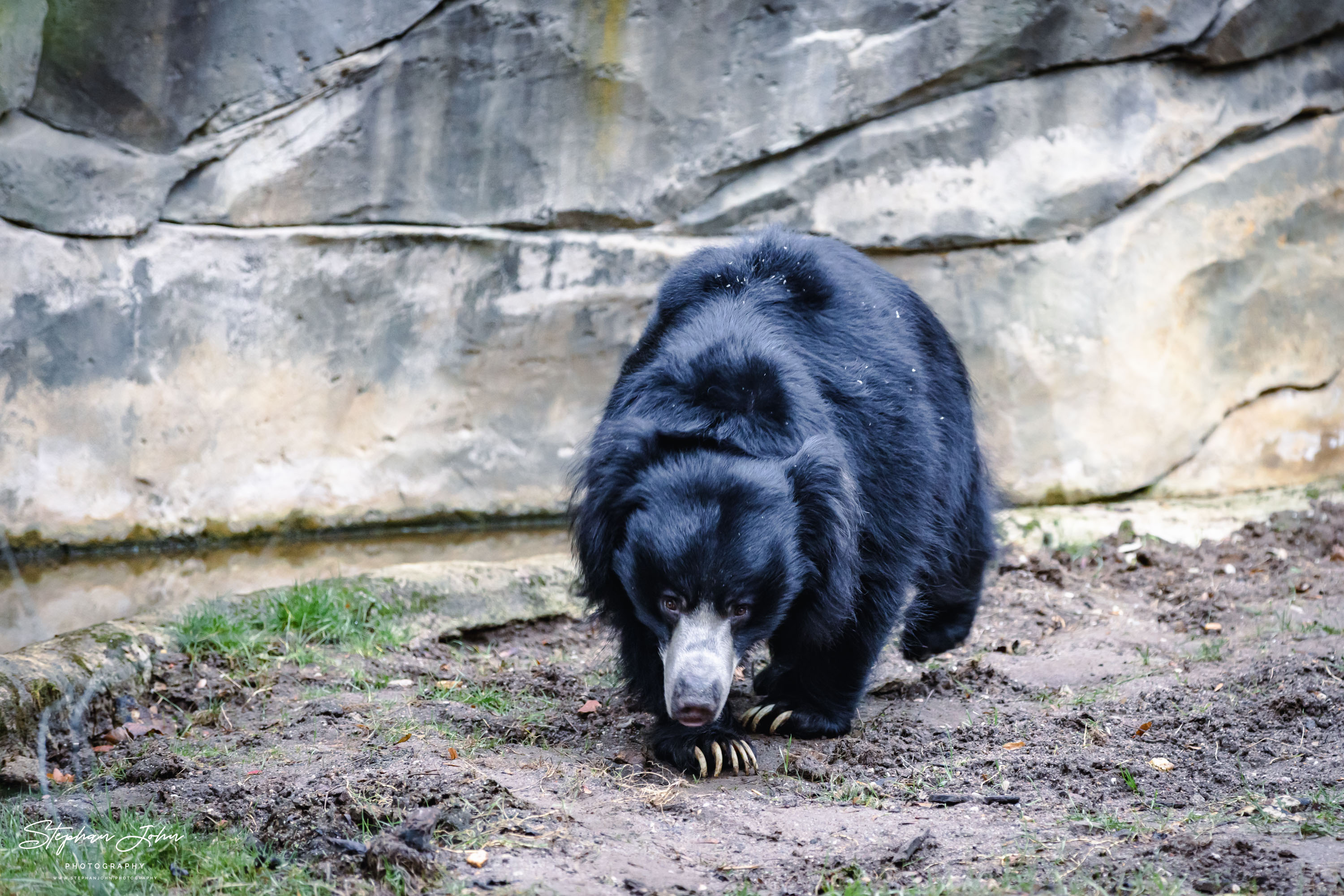 Indischer Lipenbär im Zoo in Leipzig