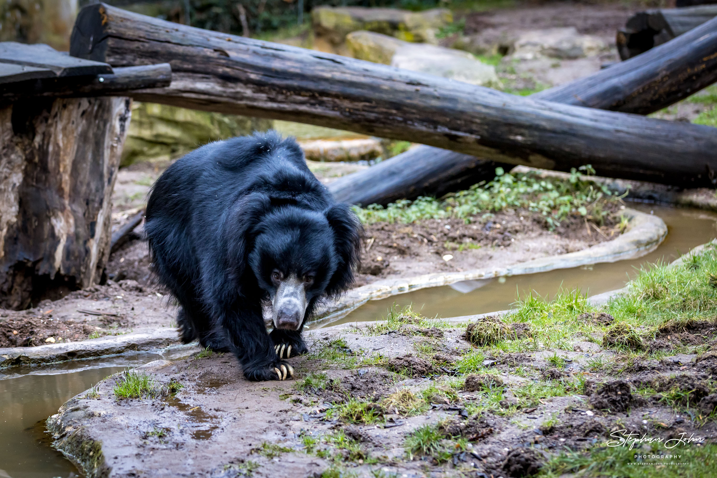 Indischer Lipenbär im Zoo in Leipzig