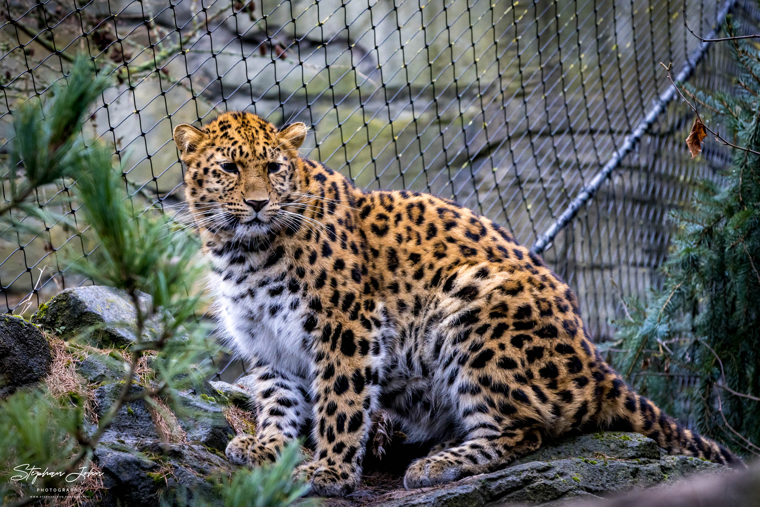 Amurleopard Zoo in Leipzig