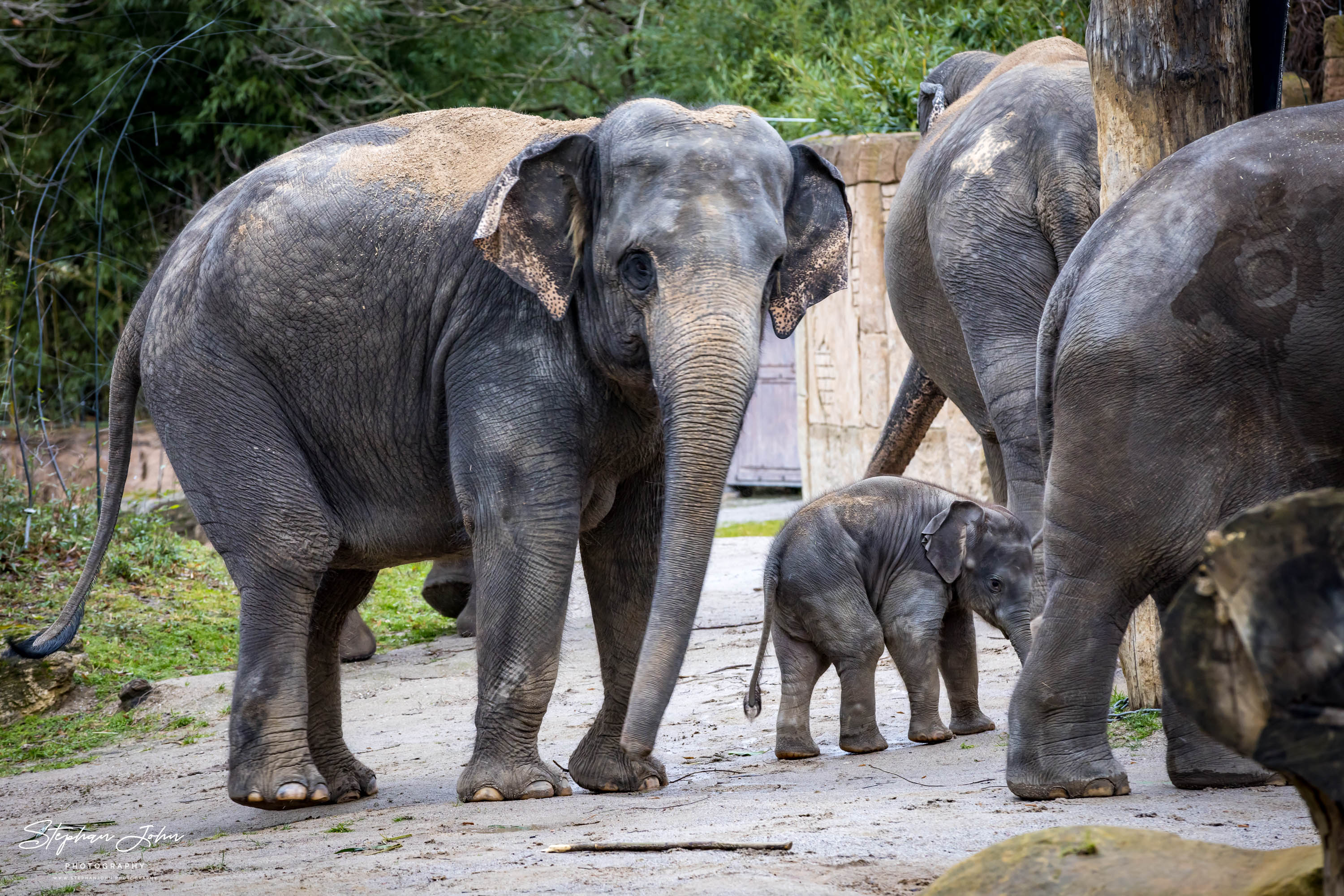 Asiatische Elefanten im Zoo in Leipzig