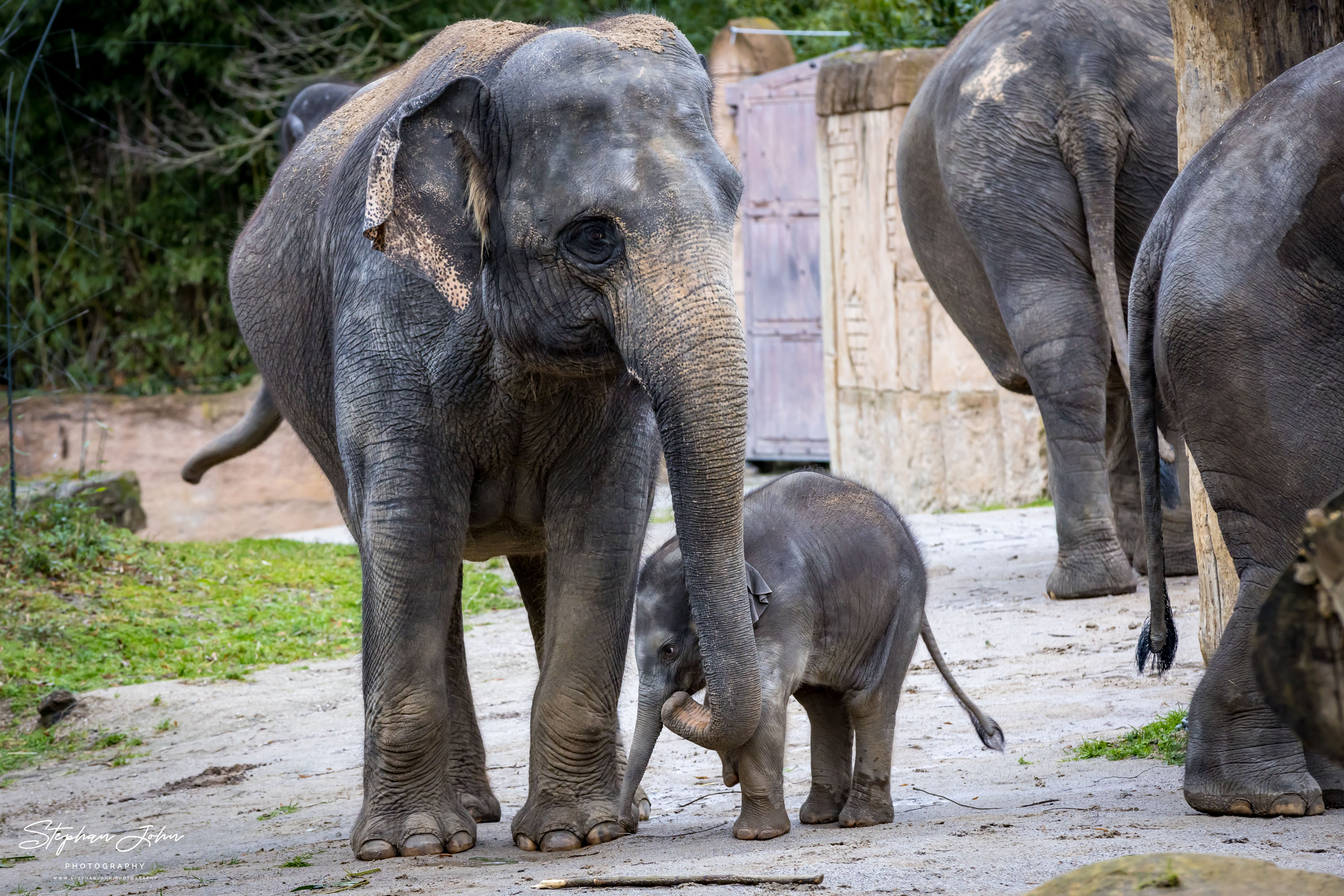 Asiatische Elefanten im Zoo in Leipzig