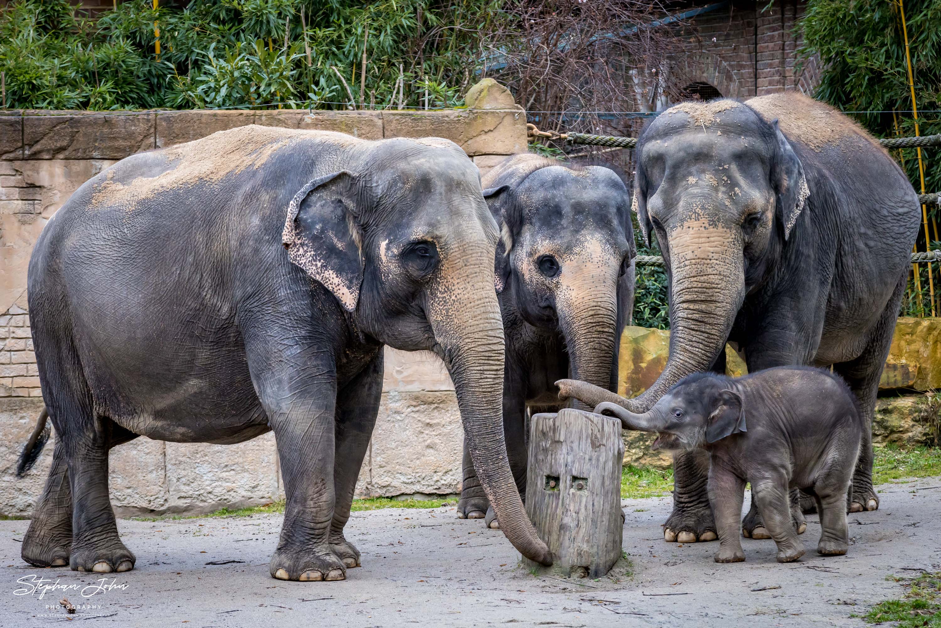 Asiatische Elefanten im Zoo in Leipzig