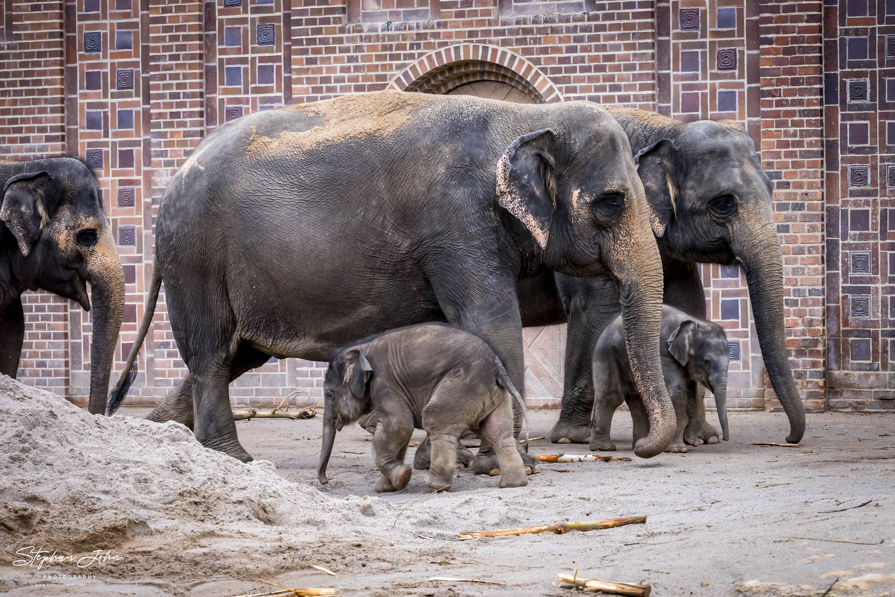 Asiatische Elefanten im Zoo in Leipzig