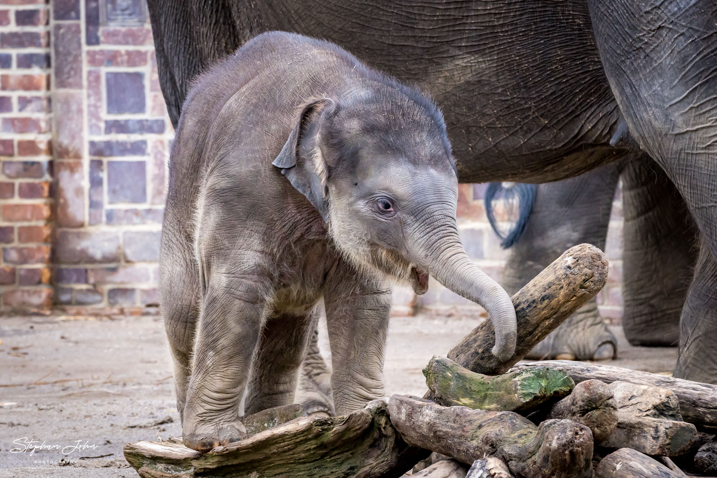 Asiatische Elefanten im Zoo in Leipzig