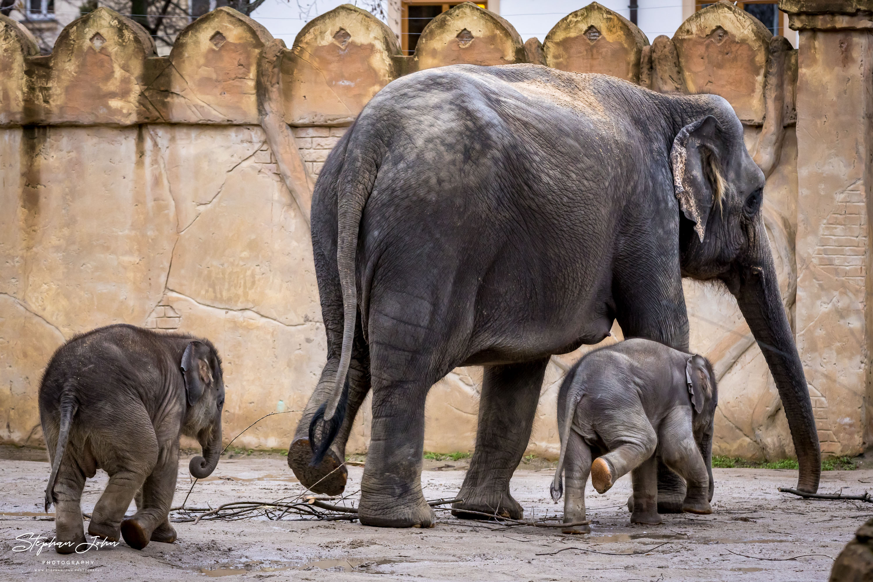 Asiatische Elefanten im Zoo in Leipzig