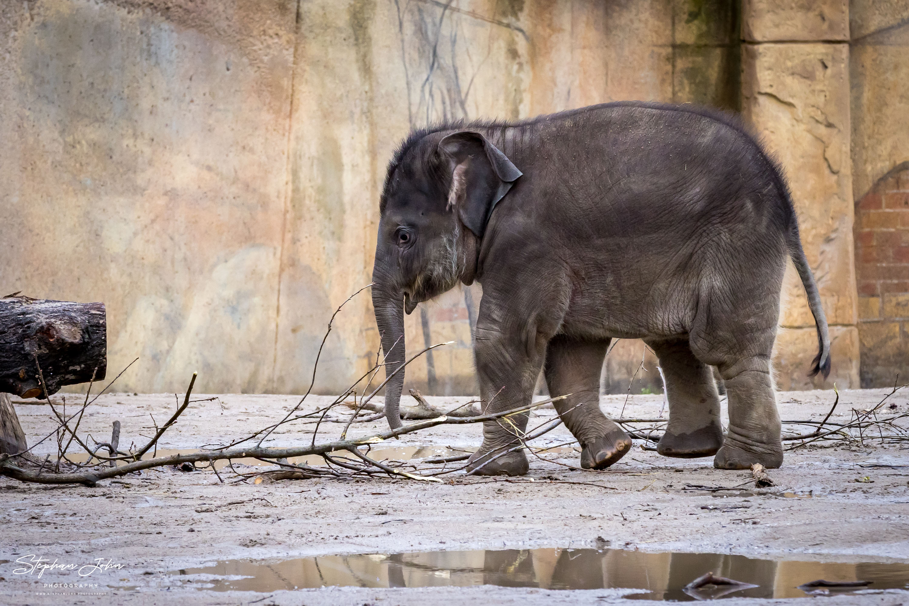 Asiatische Elefanten im Zoo in Leipzig