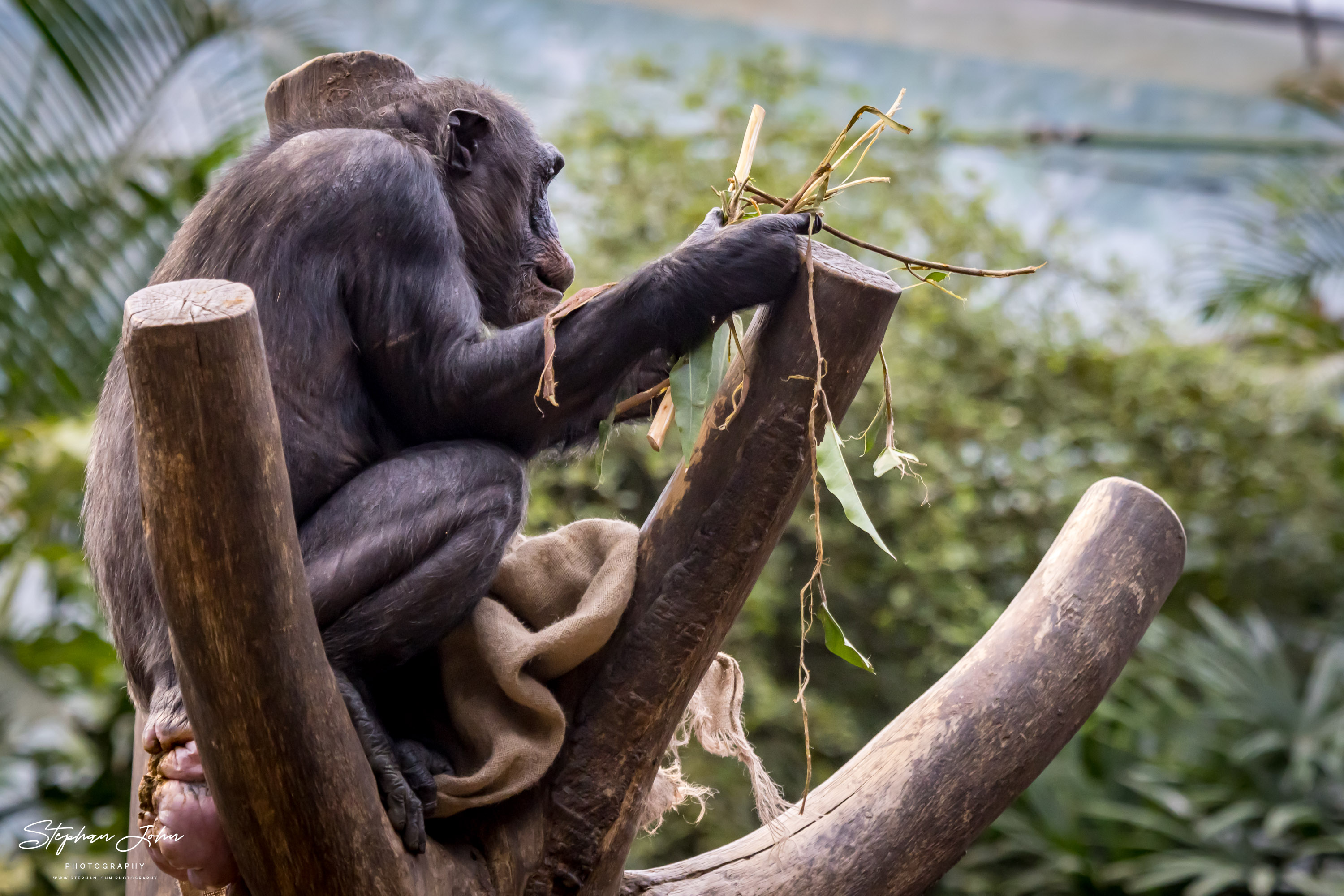 Westafrikanische Schimpansen im Zoo in Leipzig