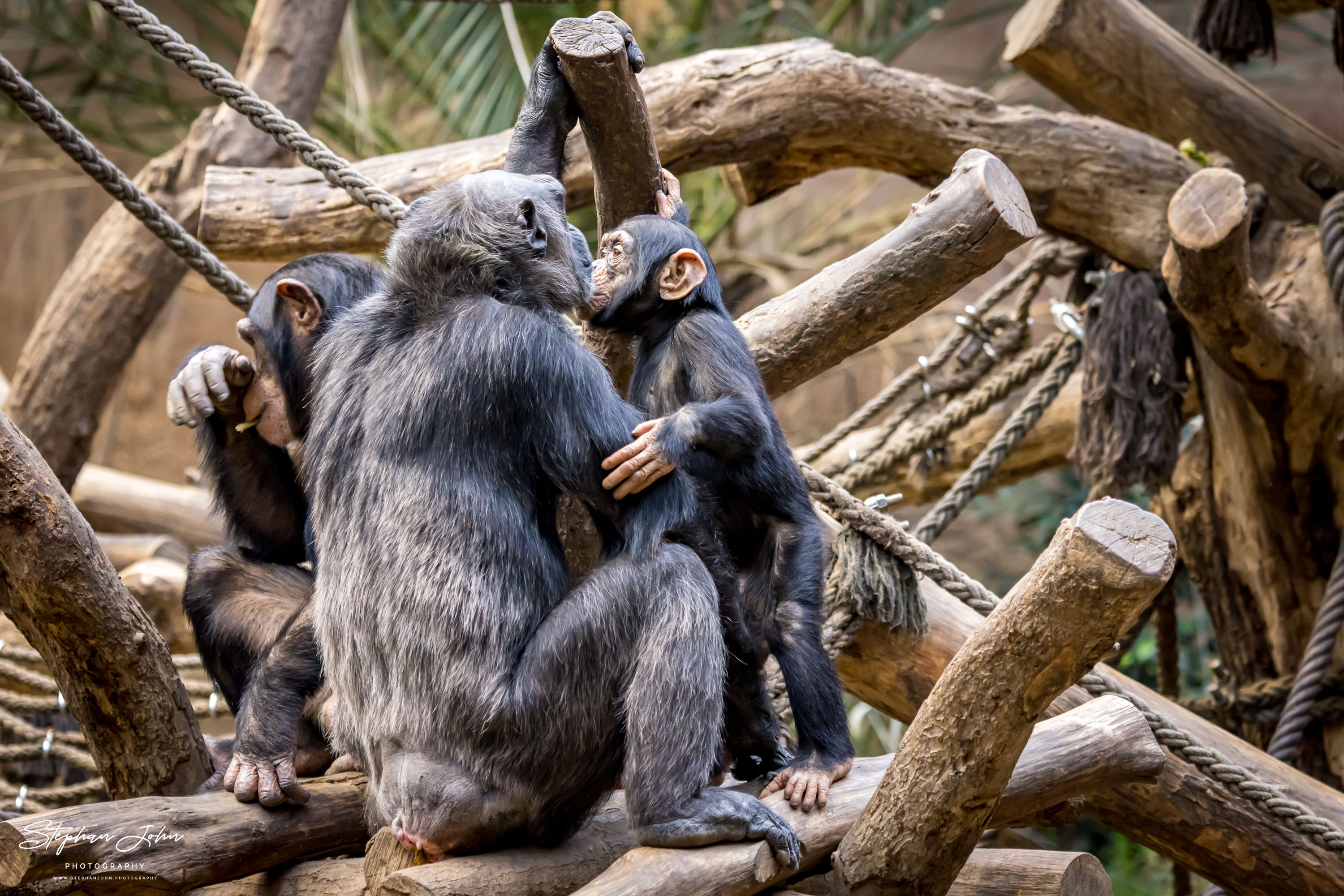 Westafrikanische Schimpansen im Zoo in Leipzig