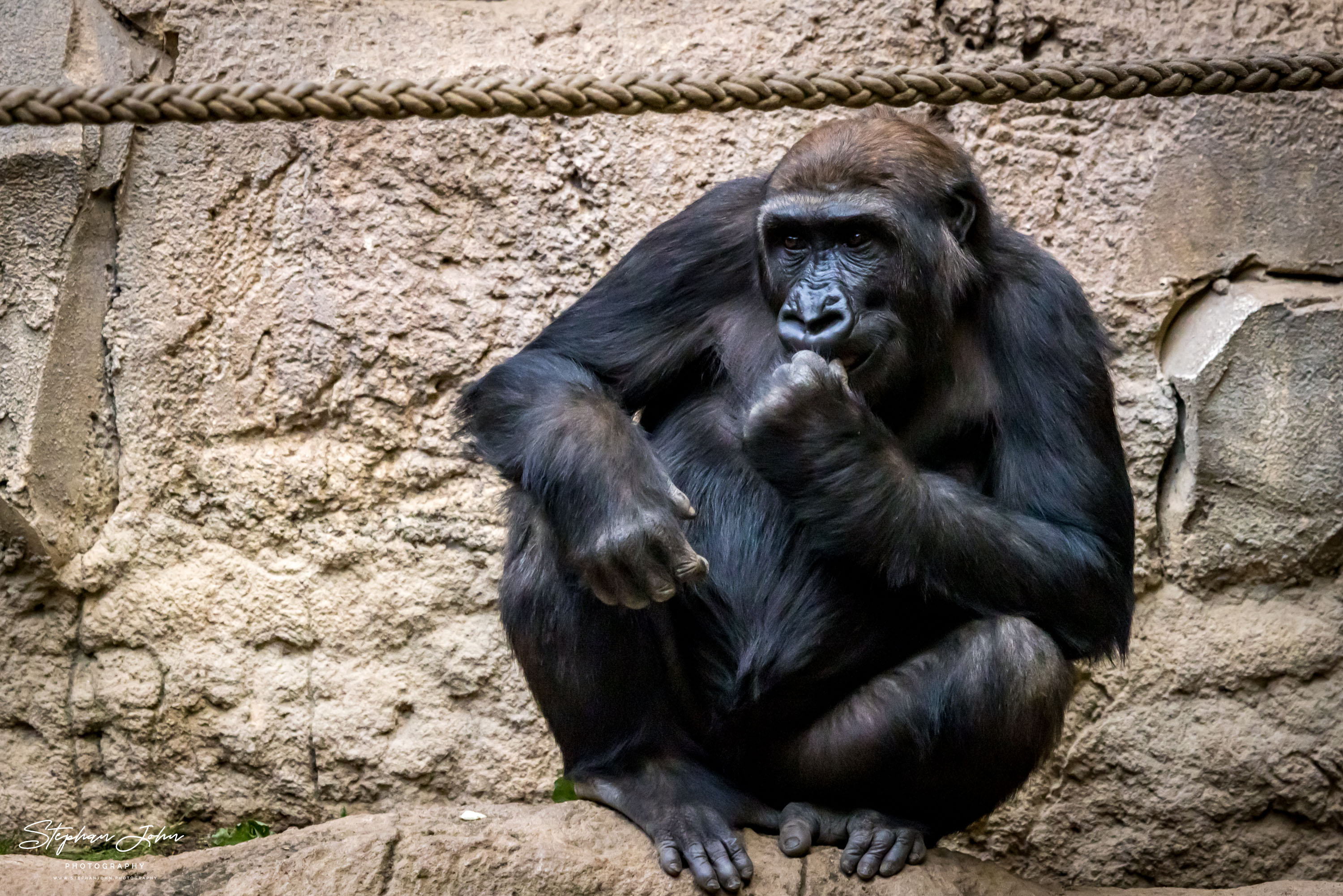 Westafrikanische Schimpansen im Zoo in Leipzig