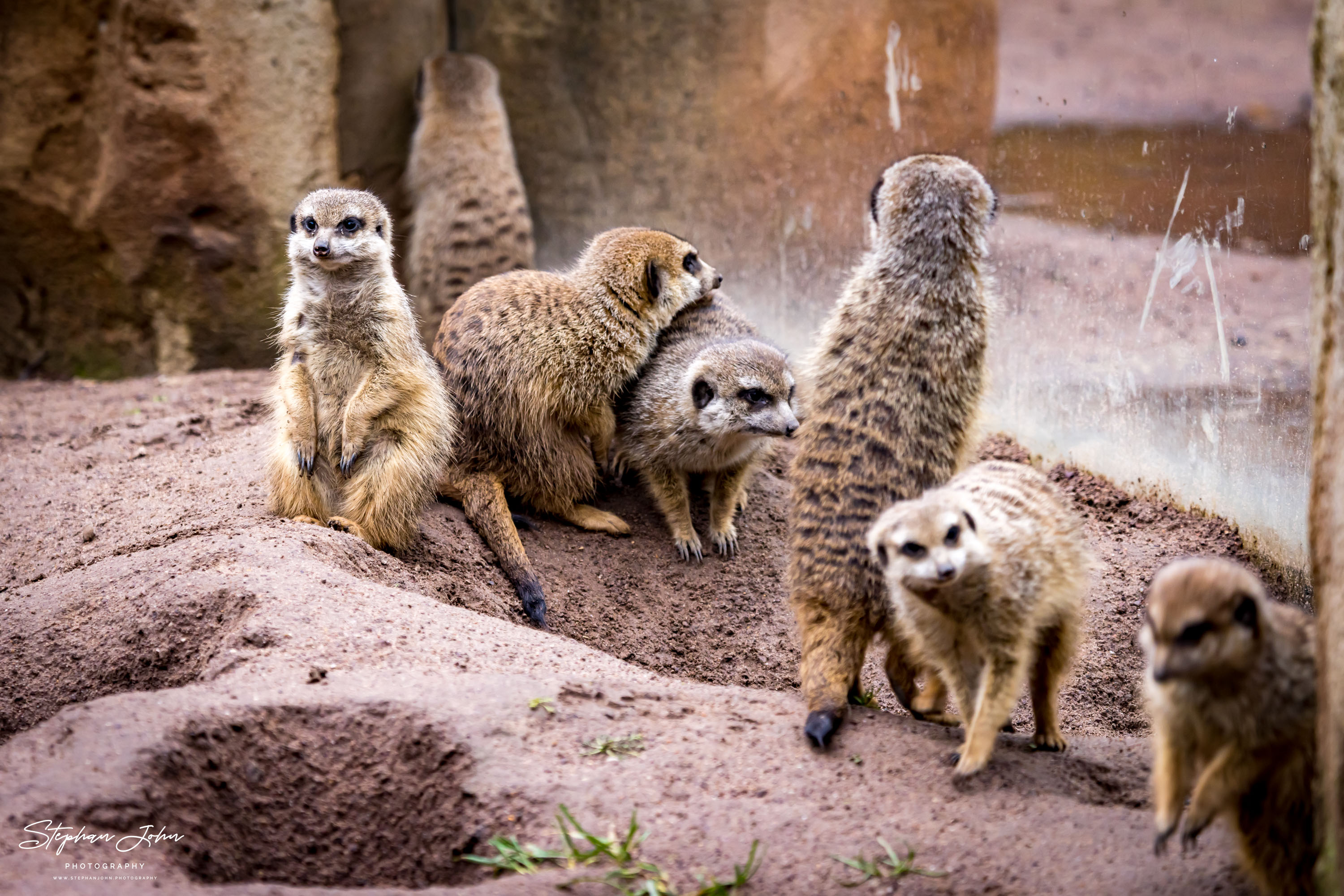 Erdmännchen im Zoo in Leipzig