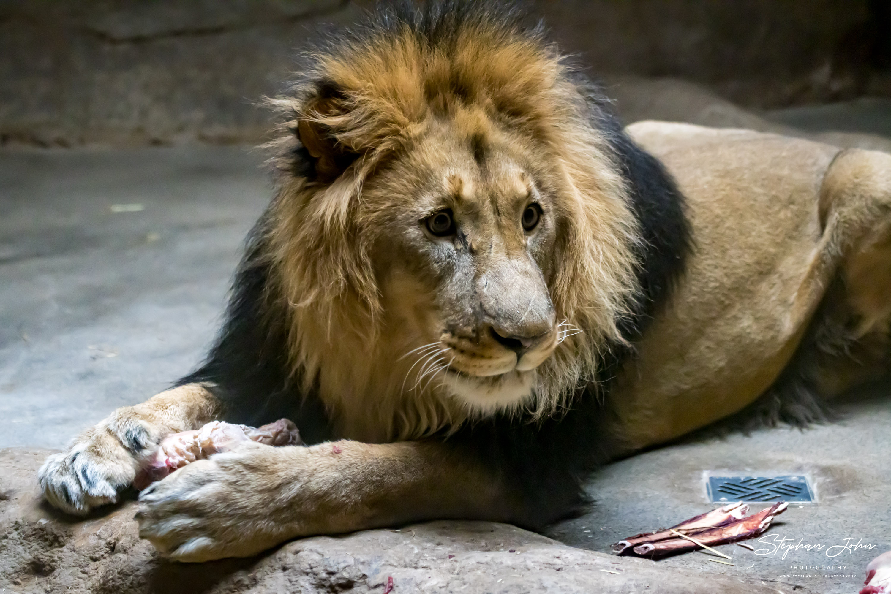 <p>Afrikanischer Löwe 'Majo' im Zoo in Leipzig</p>