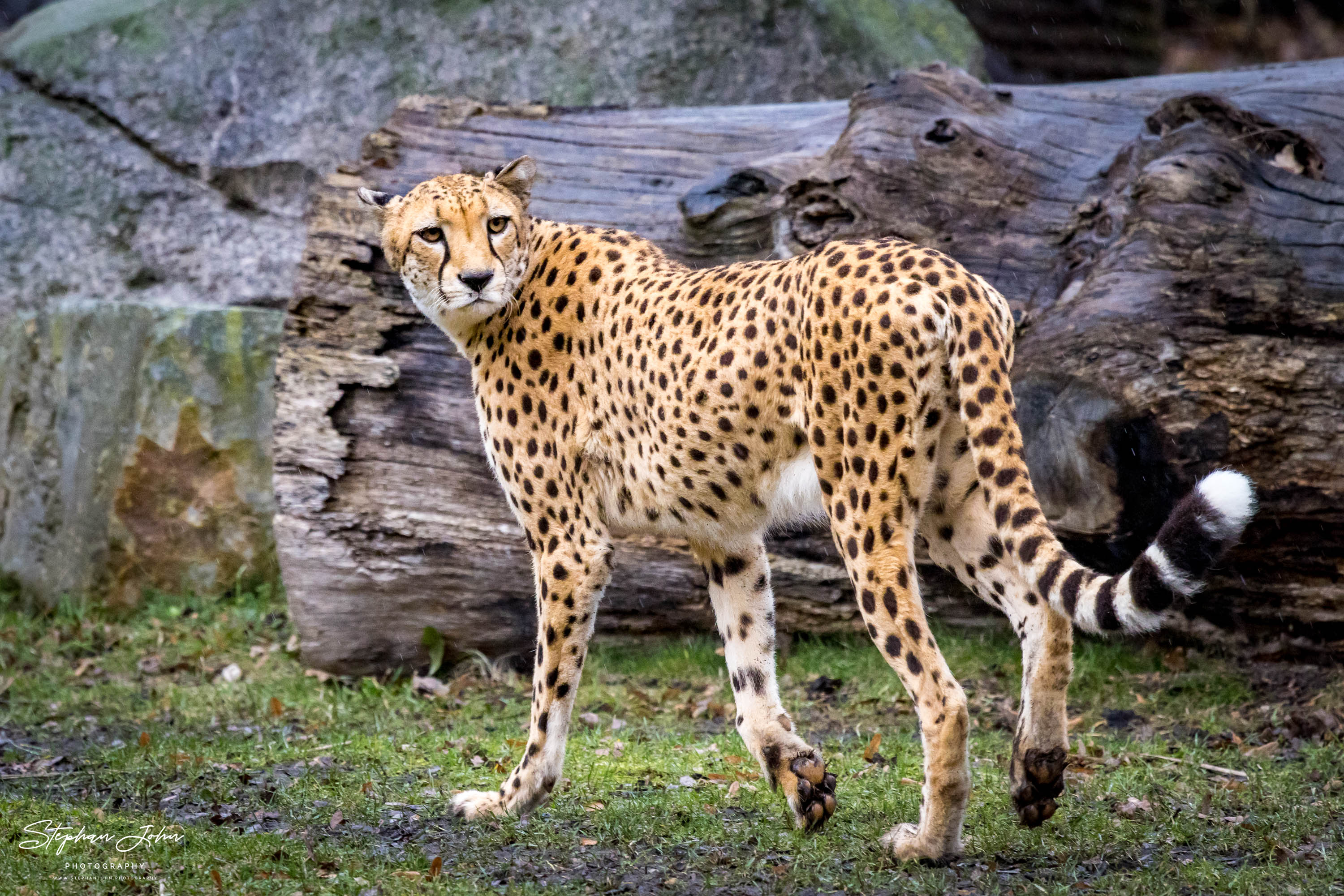 Südafrikanischer Gepard im Zoo in Leipzig