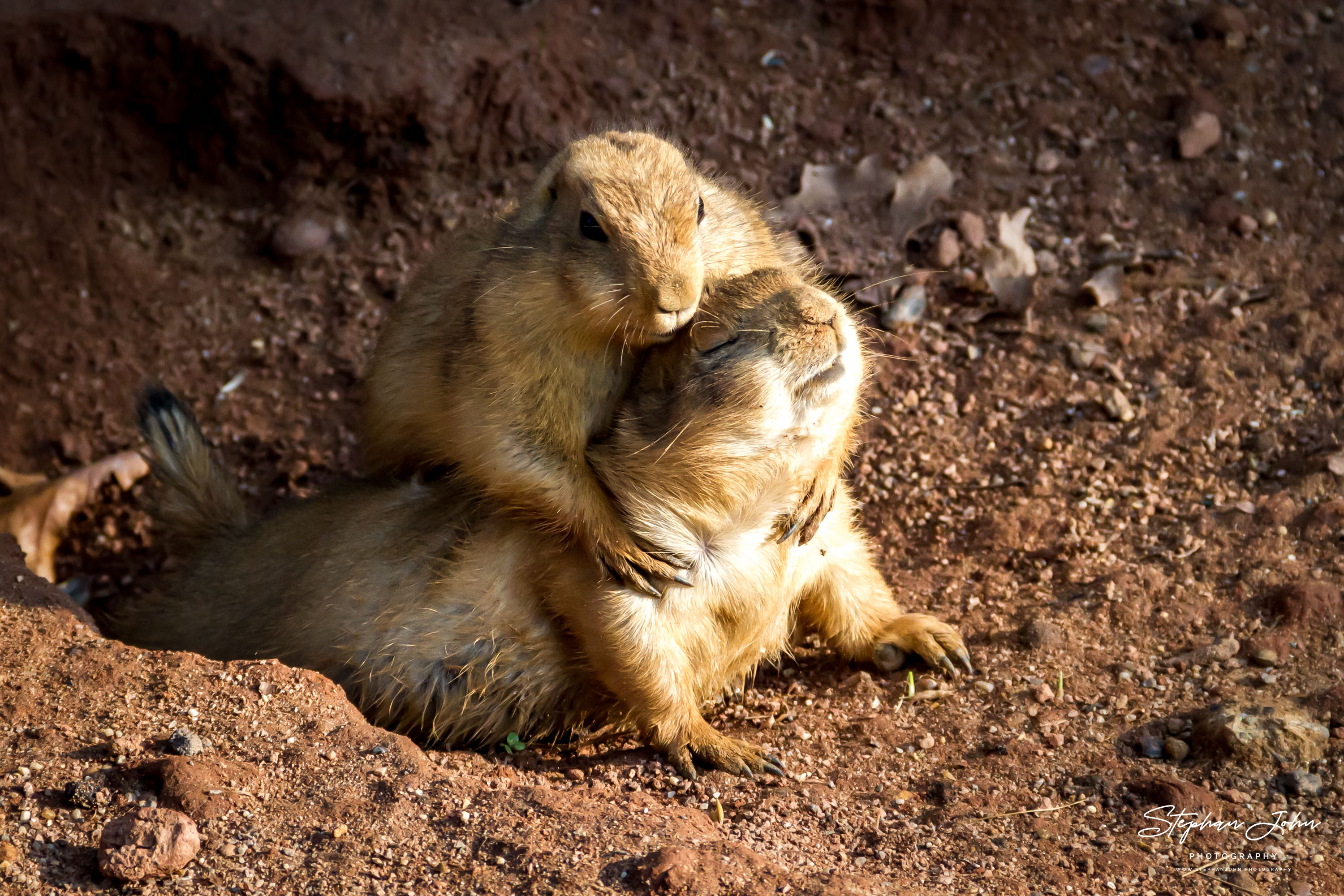 Präriehunde im Zoo in Leipzig