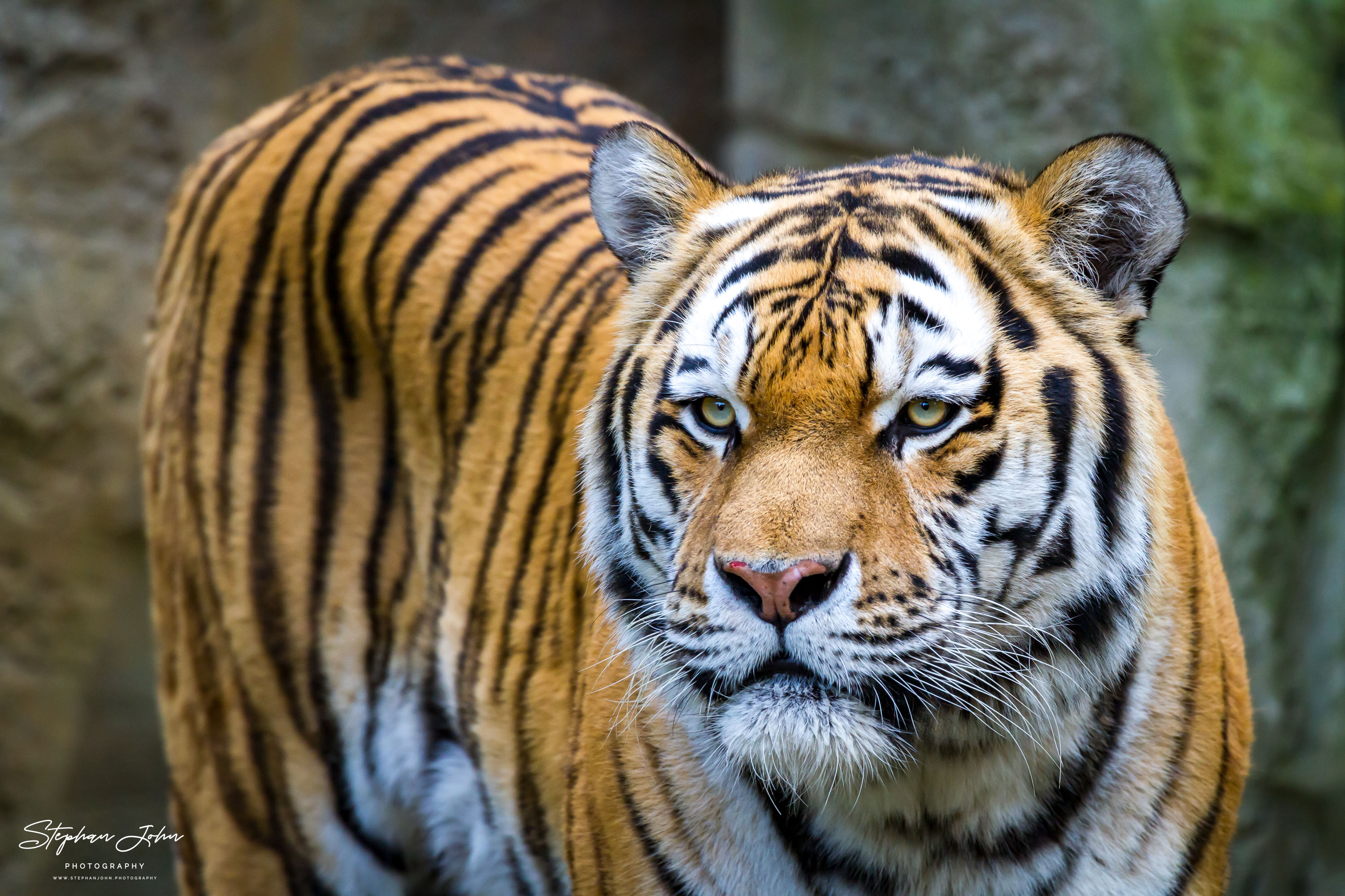 Amurtieger im Zoo in Leipzig