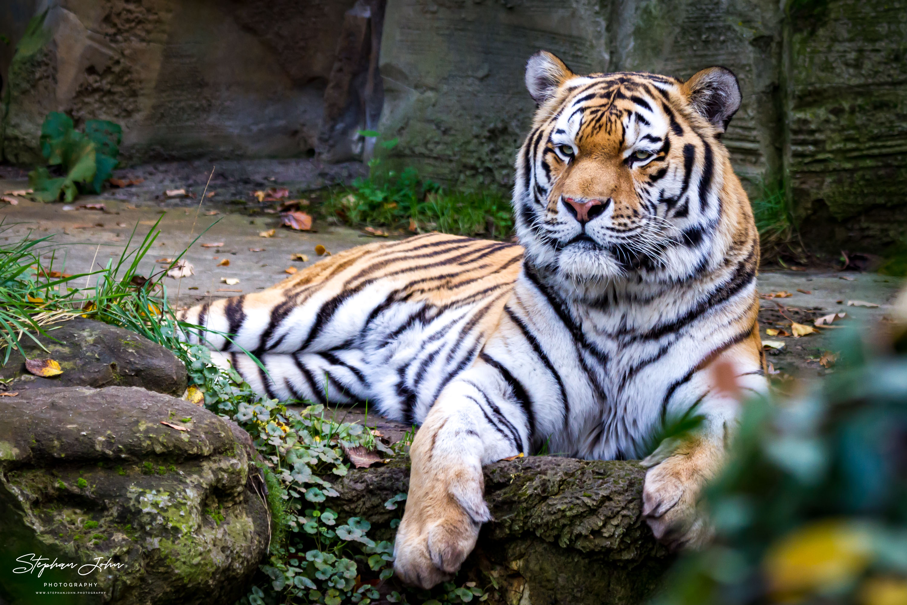 Amurtieger im Zoo in Leipzig